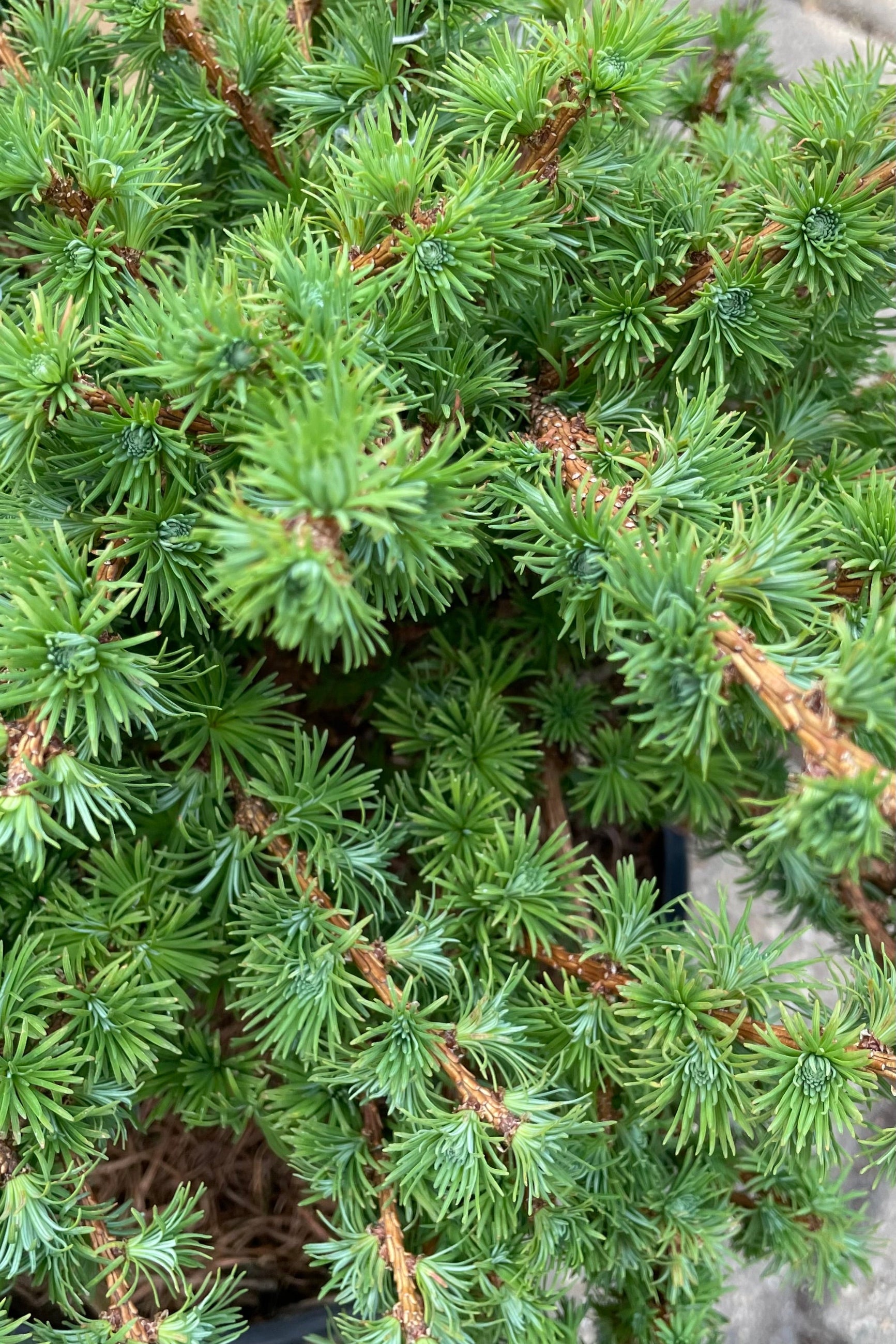 A detail picture of the soft green needle like foliage of the Larix 'Wolterdingen' the beginning of May ©Sprout Home