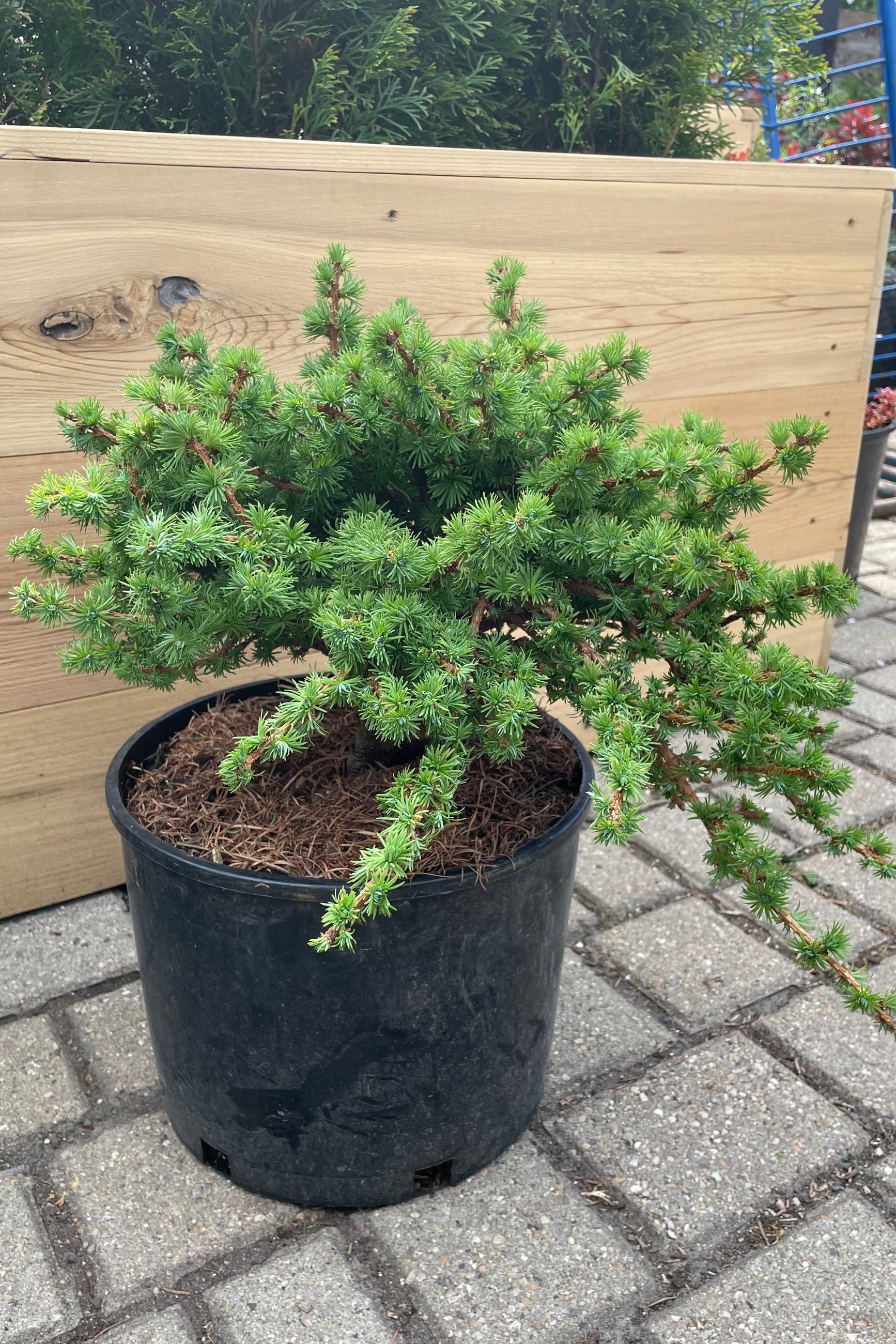 Larix 'Wolterdingen' in a #3 growers pot the beginning of May showing off its fresh new green foliage.  ©Sprout Home