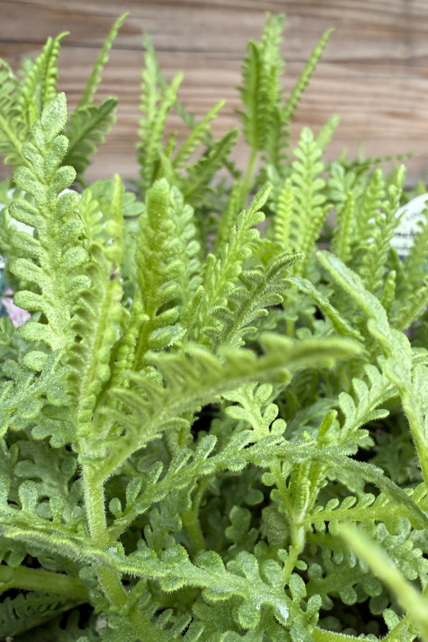 Lavandula s. "French Lavender" up close in May ©Sprout Home