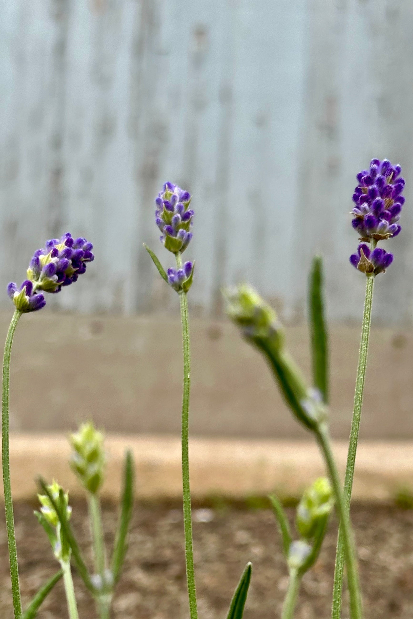Lavandula 'Sweet Romance' beginning to bloom its deep lavender flowers on tall stalks the beginning of May at Sprout-home.  ©Sprout Home 