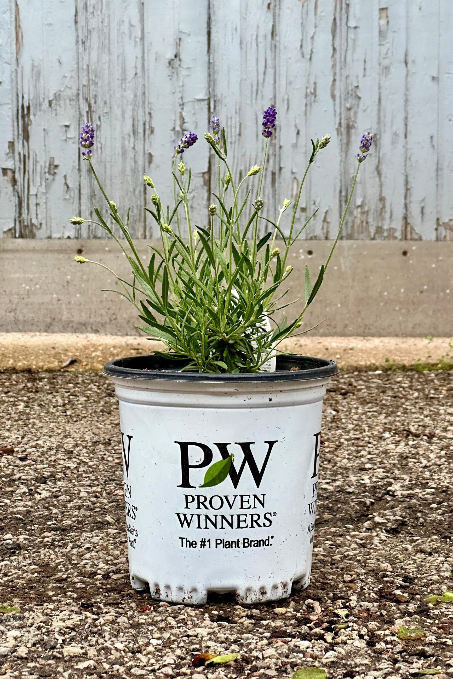 'Sweet Romance' Lavander in a #1 growers pot the beginning of May at Sprout-home ©Sprout Home 