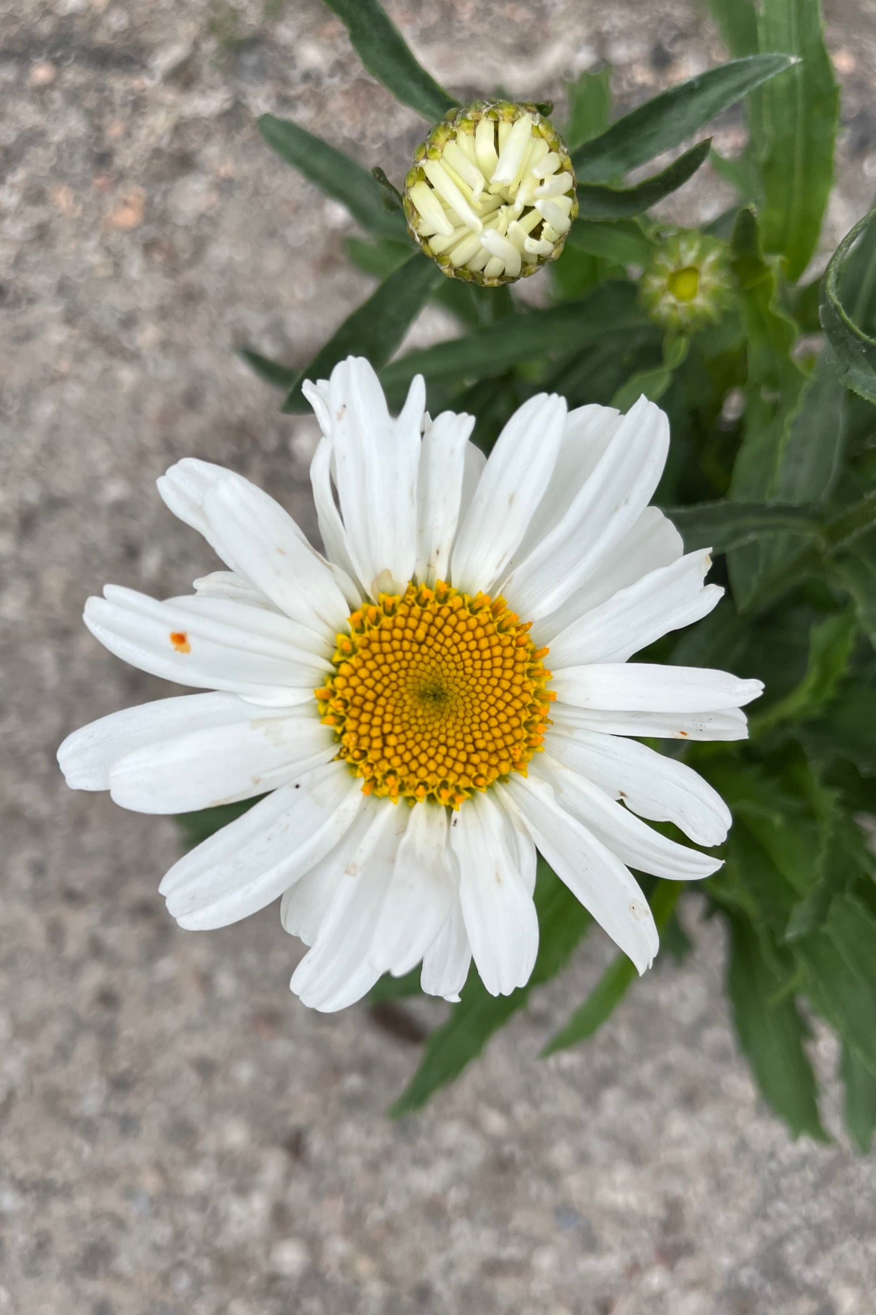 The white with yellow center happy looking flower of the Leucanthemum 'Snow Cap' the end of June ©Sprout Home