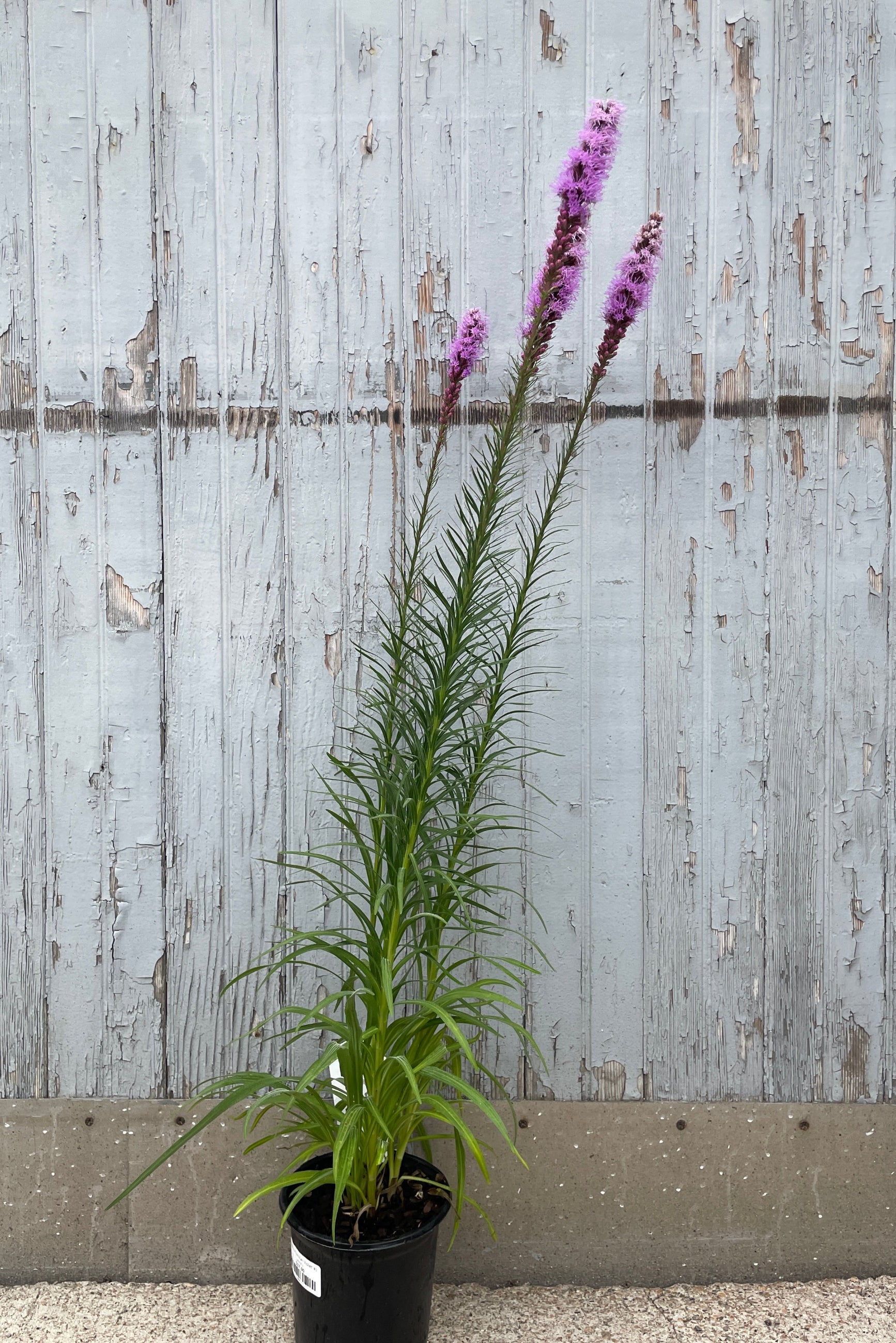 Liatris 'Floristan Violet' in a #1 growers in in bloom mid July with its tall purple flower spikes.  ©Sprout Home