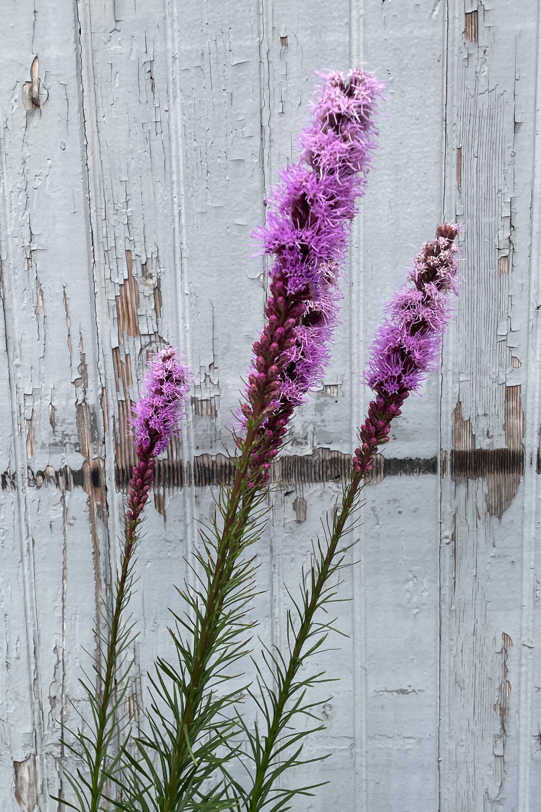 Detail of the purple flower spikes of the Liatris 'Floristan Violet' mid July ©Sprout Home