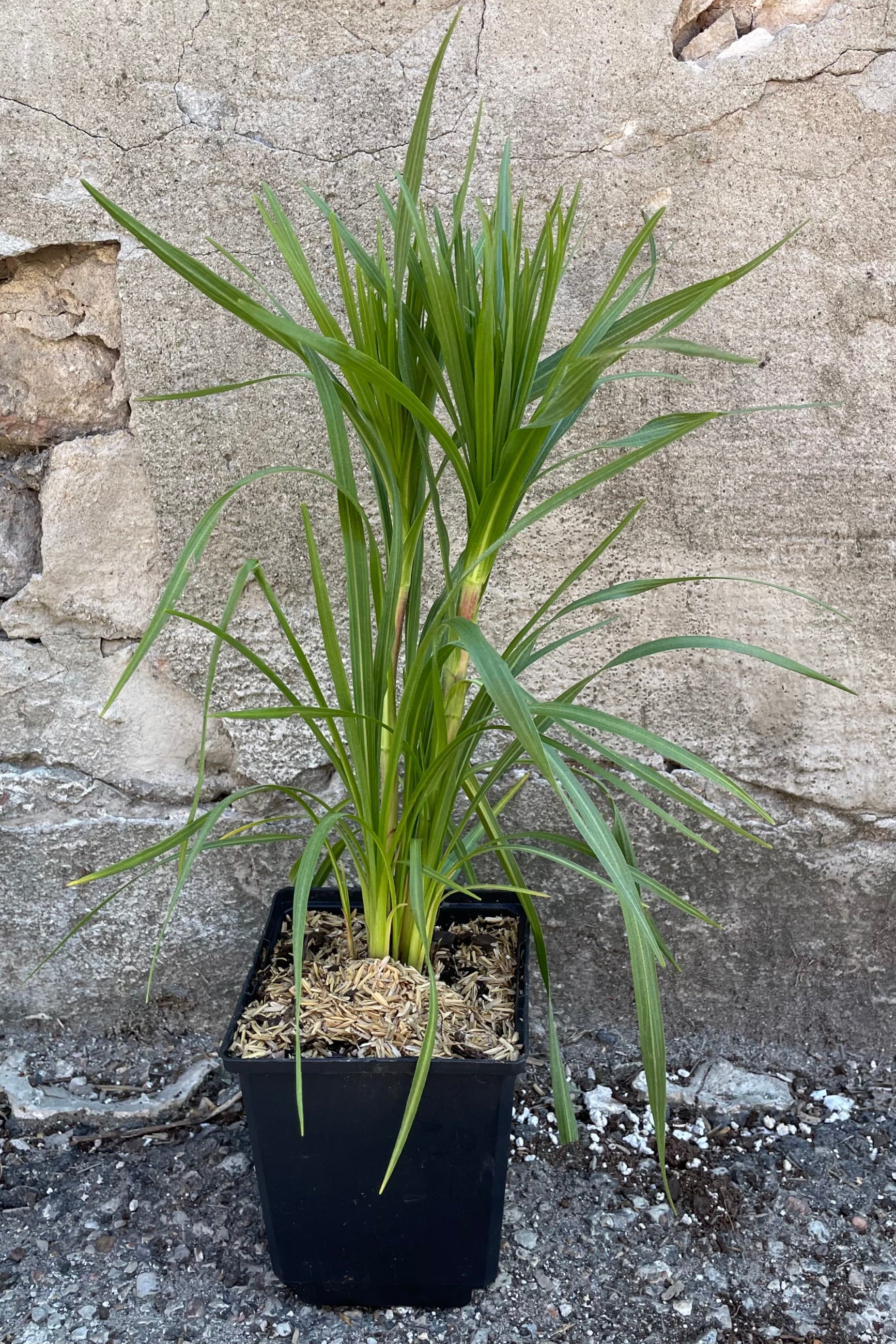 Liatris pycnostachya in 1qt size pot the beginning of June prior to sending out its flower spikes in front of a concrete wall.  ©Sprout Home