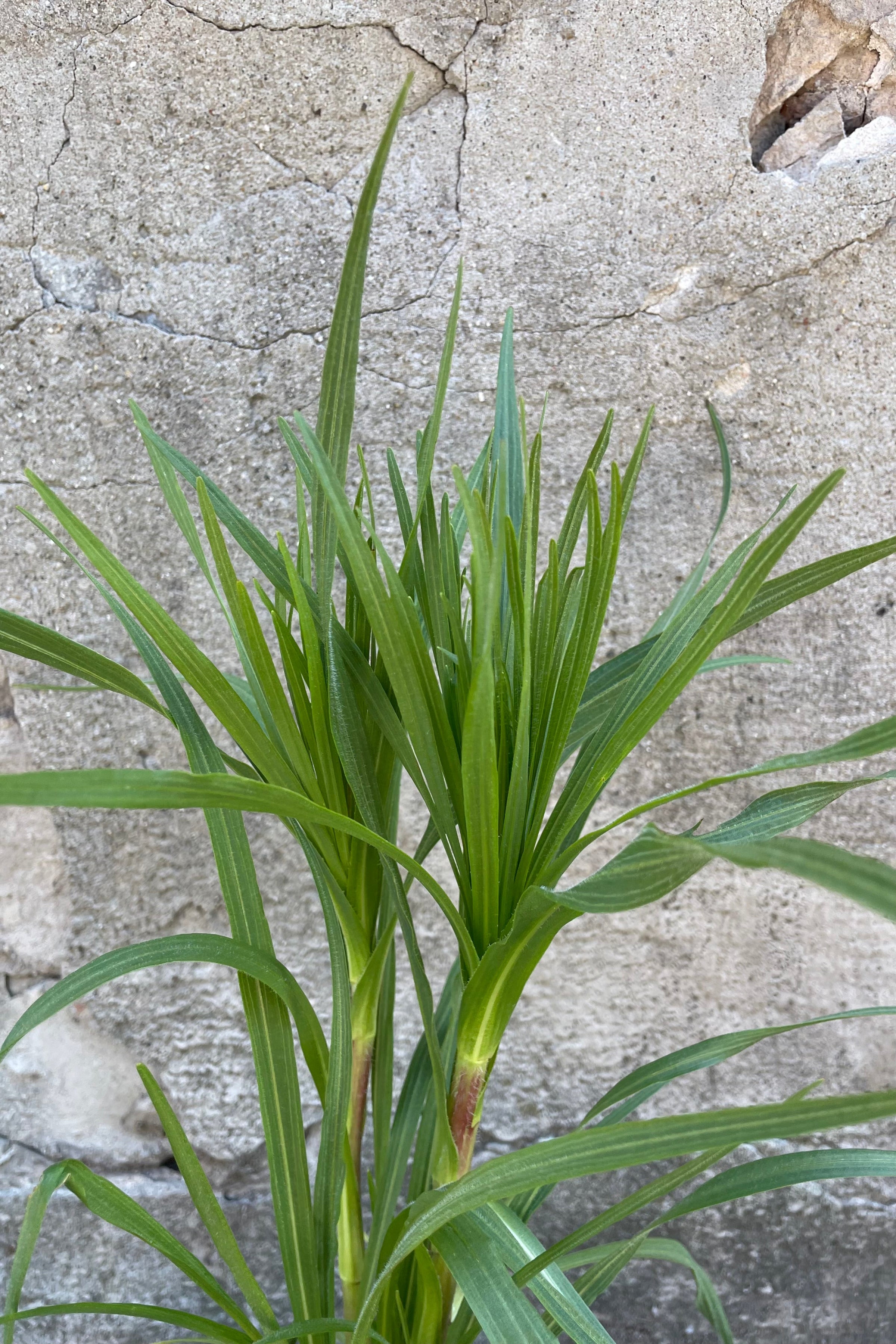 Detail picture of the green blades of the Liatris pycnostachya the beginning of June before sending out its spikes flowers.  ©Sprout Home