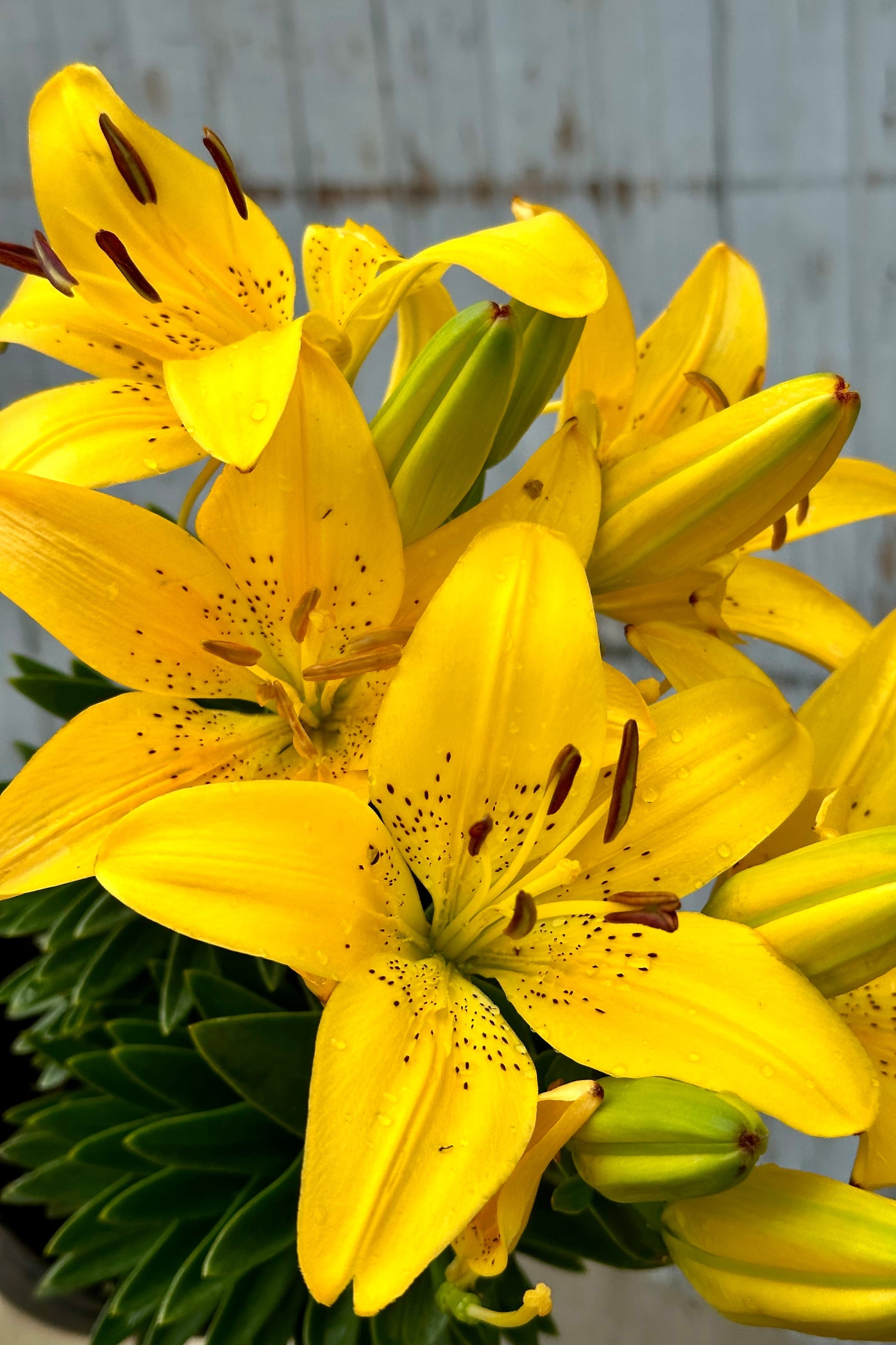 The bright yellow lily flowers of the 'Golden Matrix' mid to late June at Sprout-home ©Sprout Home