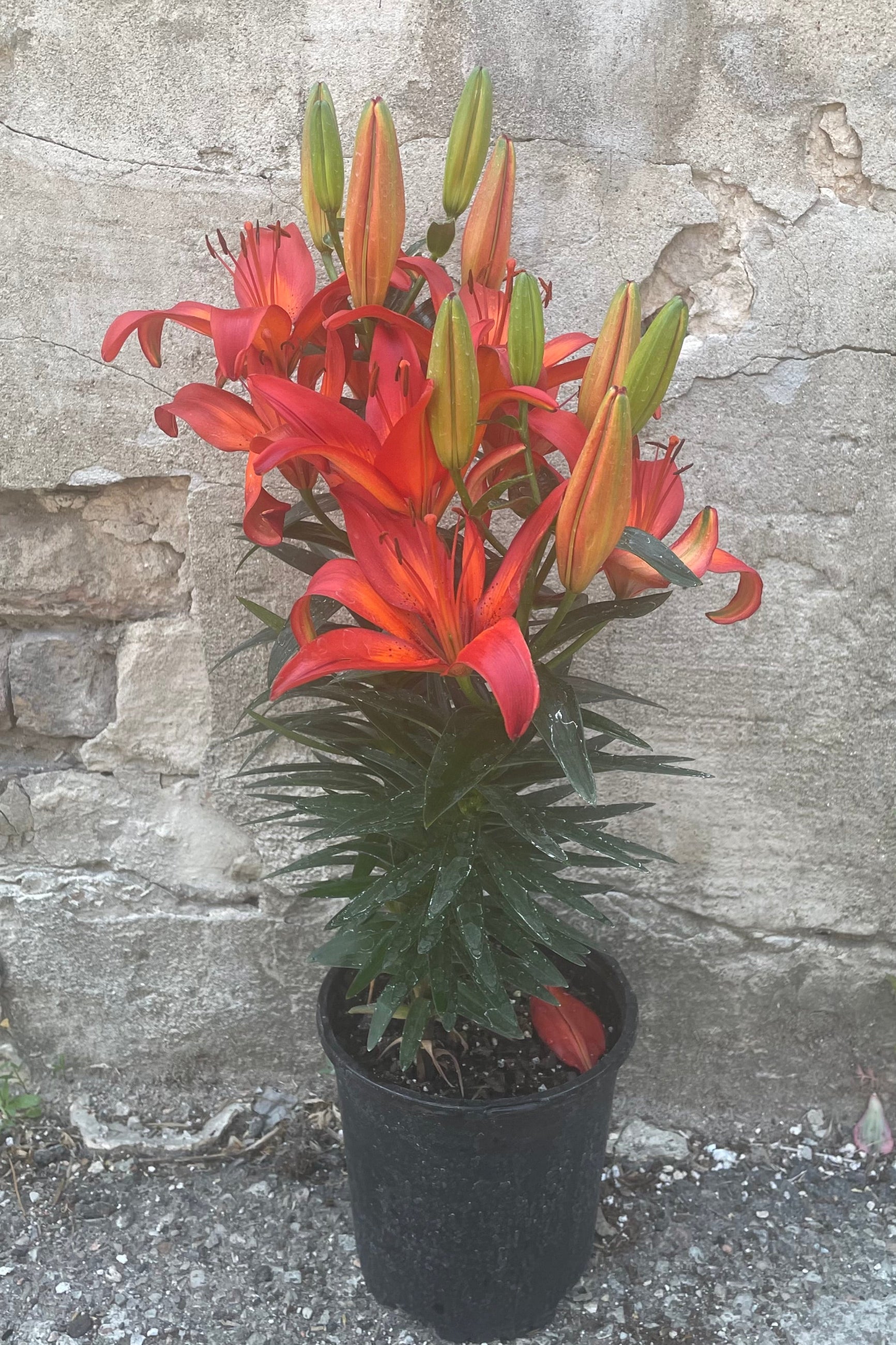 Lilium 'Matrix' in a #1 pot blooming is large impressive red flowers above its thick dark green leaves the beginning of June.  ©Sprout Home