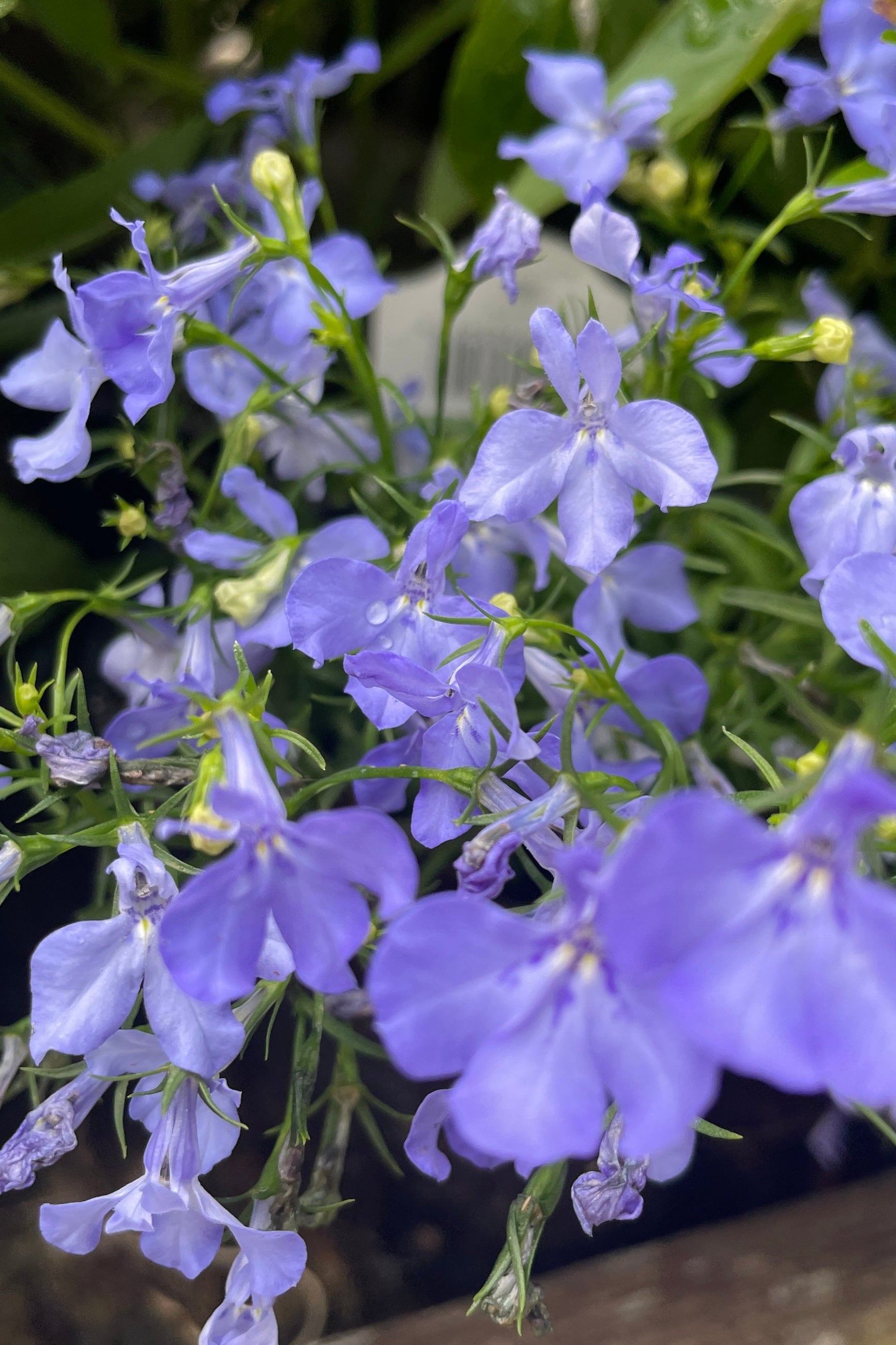 Detail image of the light purple blue flowers of Lobelia 'Riviera Sky Blue' the  middle to end of May at Sprout-home.  ©Sprout Home