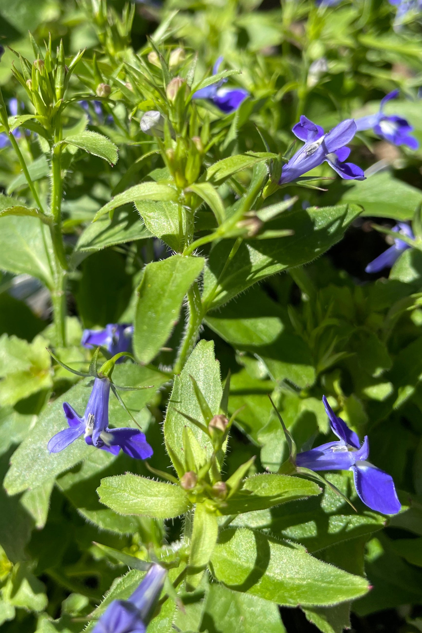 close of Lobelia 'Techno Upright Dark Blue' annual just starting to flower the end of April in the Sprout-home yard.   ©Sprout Home