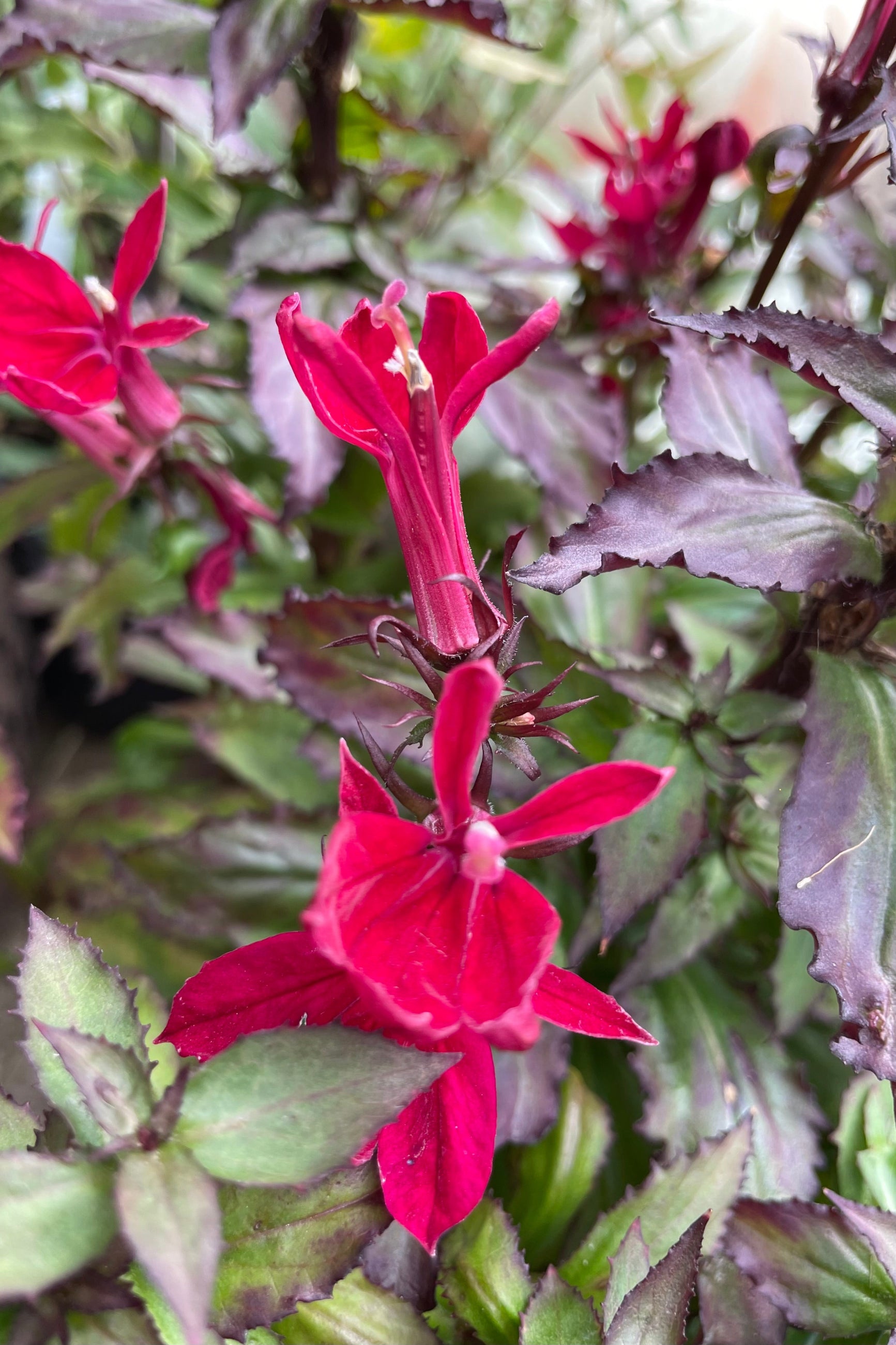 Up close shot of the bright red burgundy flowers the end of September of the Lobelia 'Starship Burgundy' at Sprout-home.  ©Sprout Home