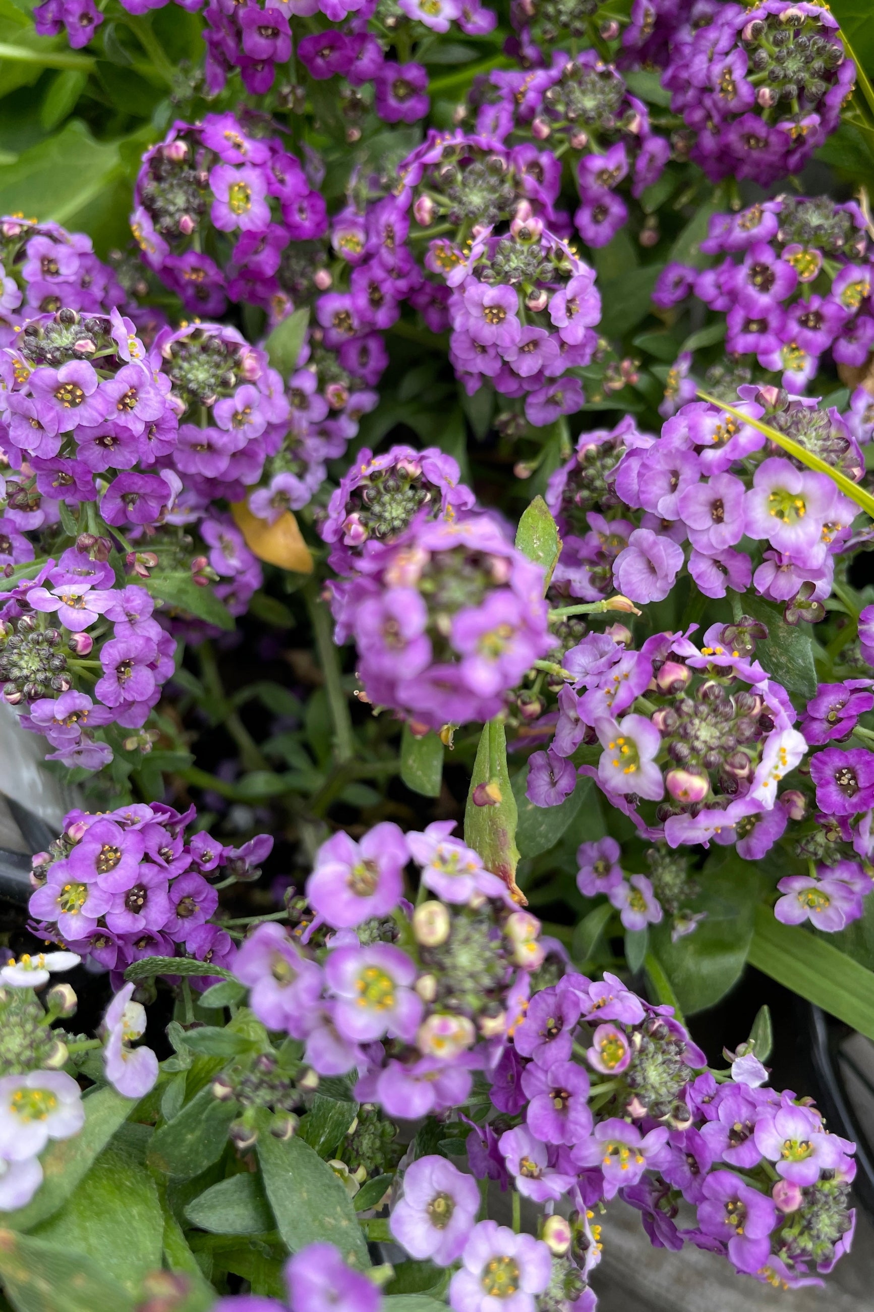 Lobularia 'Clear Crystal Lavender Shades' annual detail of the cute purple flowers.  ©Sprout Home
