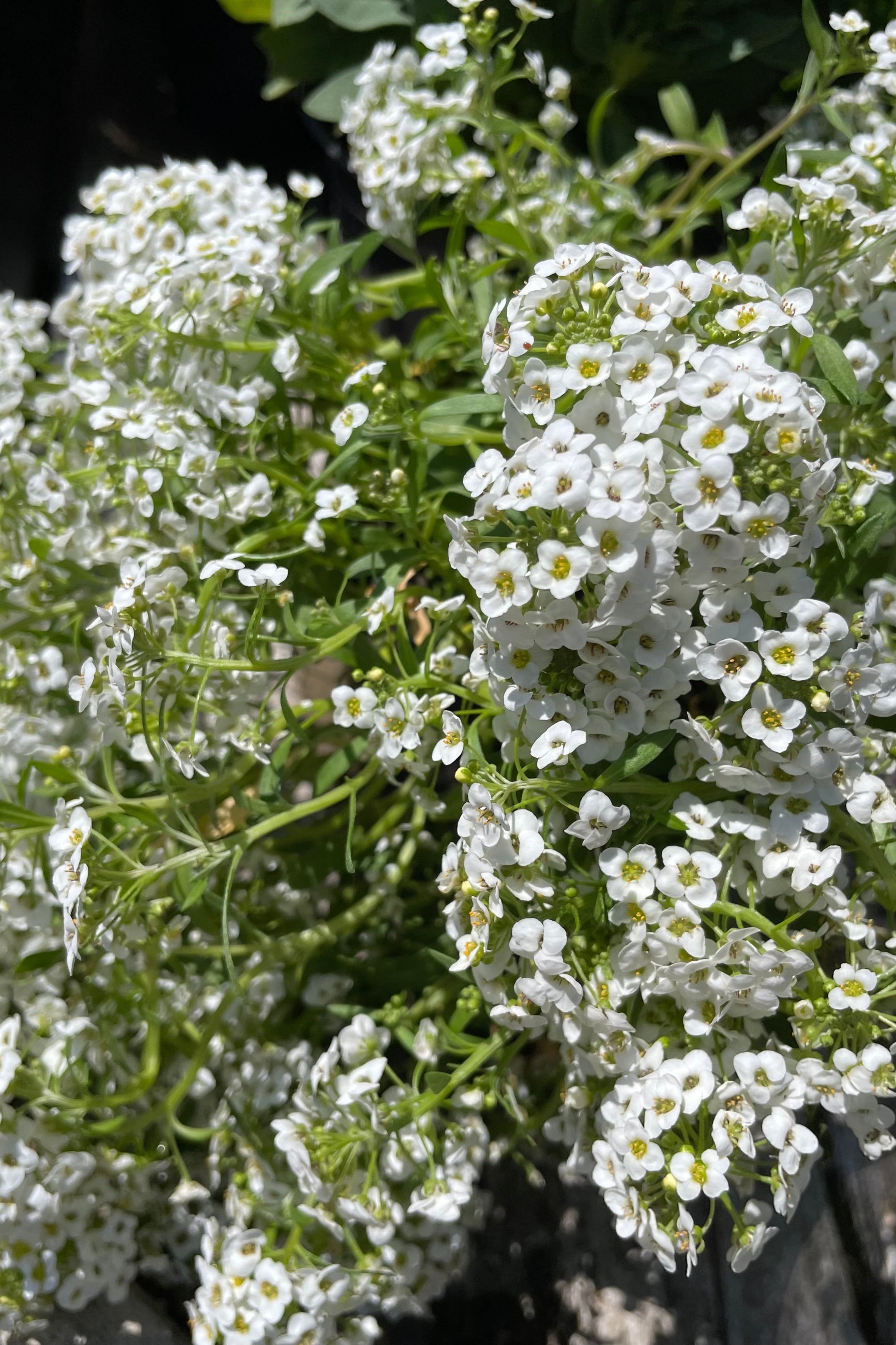 Lobularia marítima 'Easy Breezy White' in full bloom with its tiny white flowers in May. ©Sprout Home