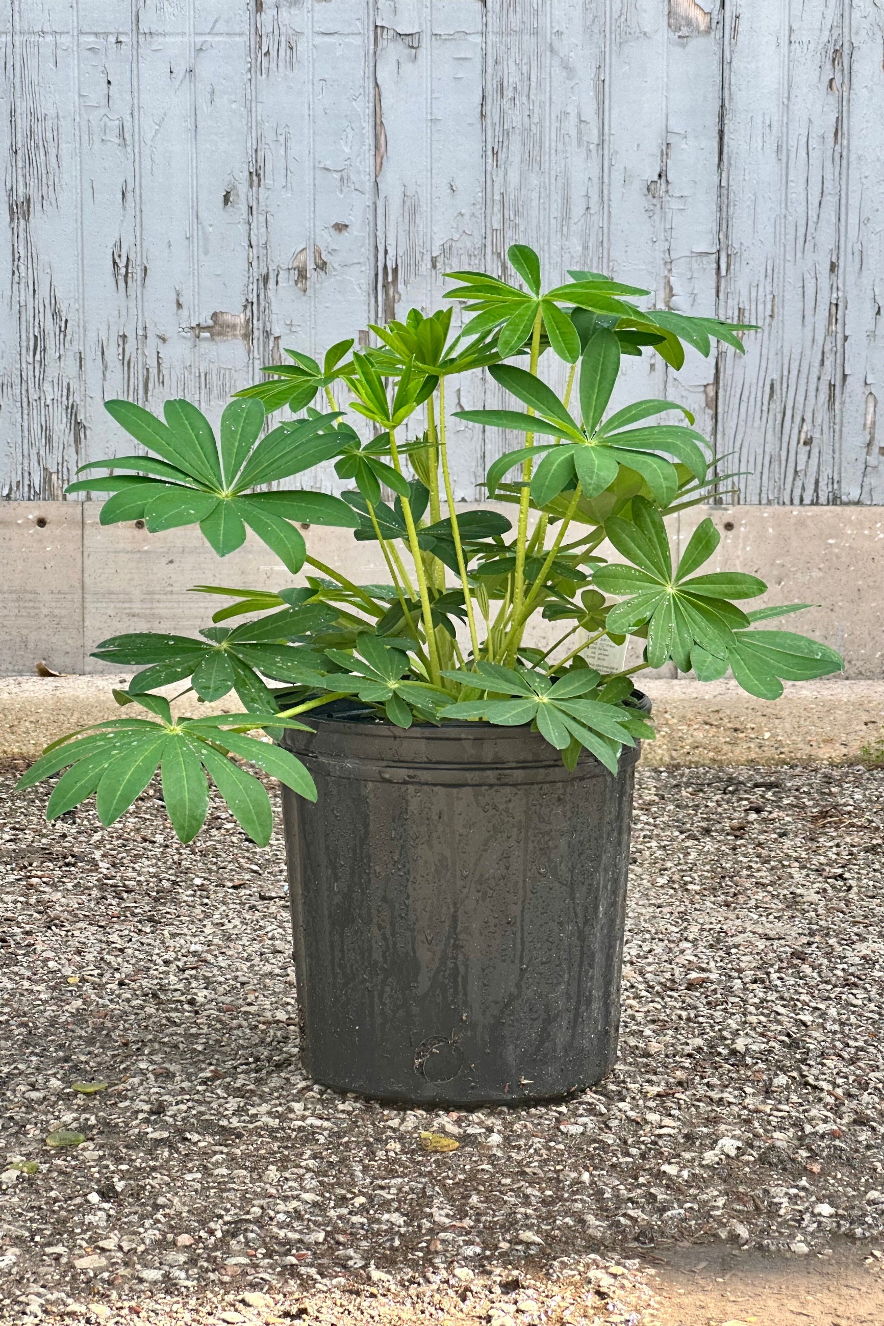 Lupinus 'Desert Sun' in a #2 growers pot the beginning of May before bud and bloom at Sprout-home.  ©Sprout Home