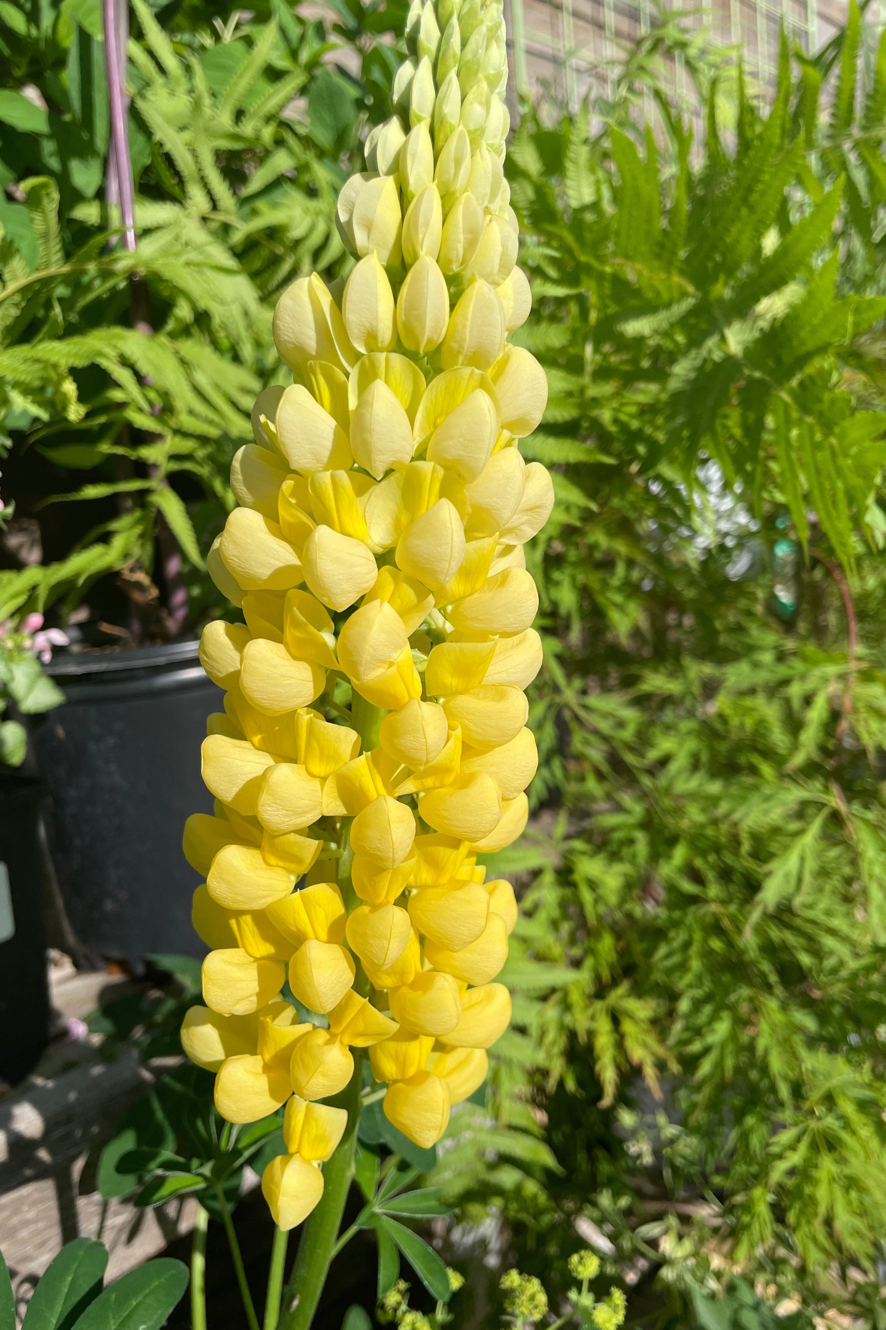 The yellow flower of the Lupinus 'Desert Sun'  mid to end of May at Sprout-home. ©Sprout Home