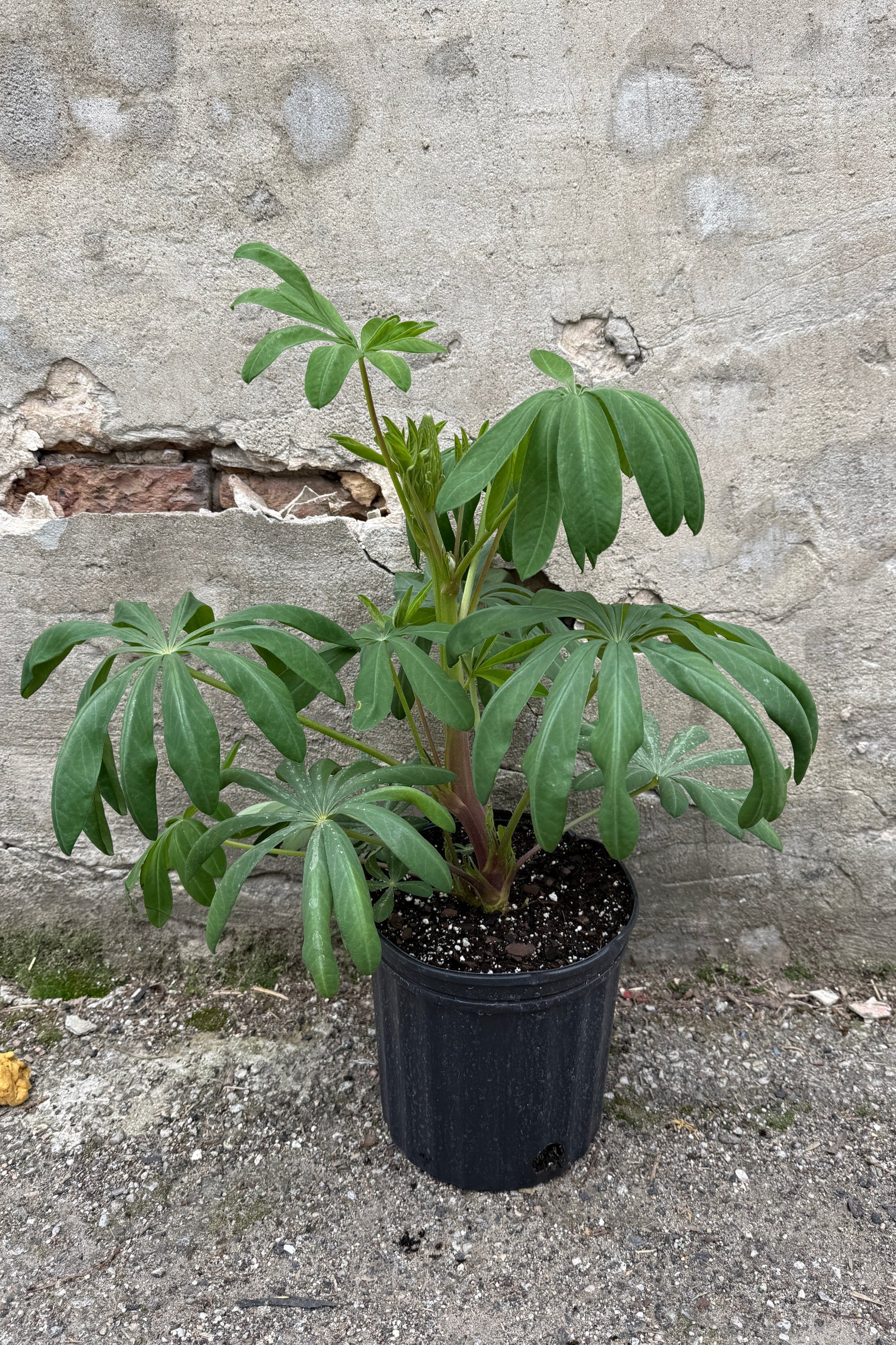 Lupinus 'Manhattan Lights' in a #2 growers pot with its green leaves in bud stage the end of April ©Sprout Home