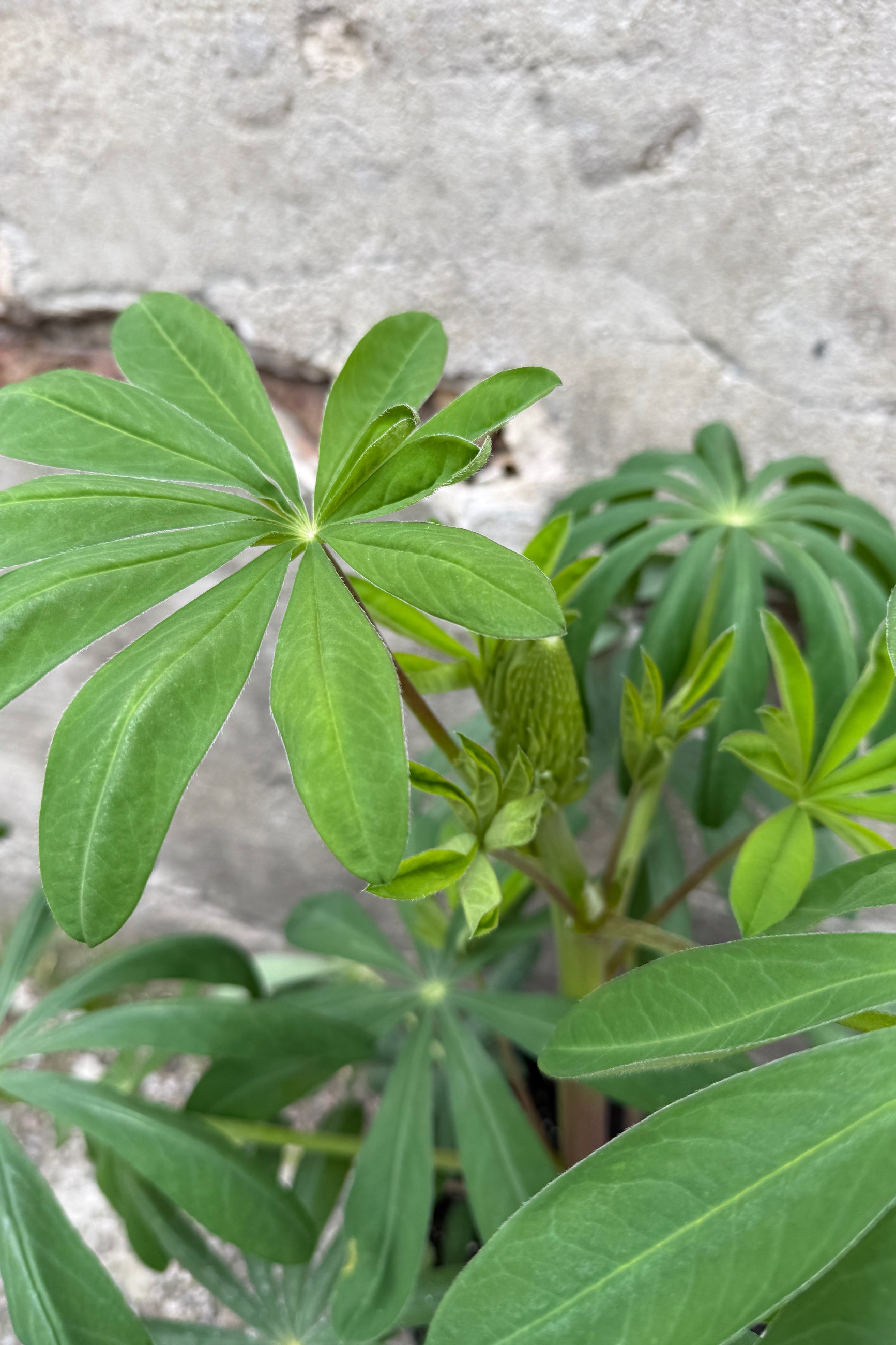 Lupinus 'Manhattan Lights' detail of the green leaves in bud stage the end of April ©Sprout Home