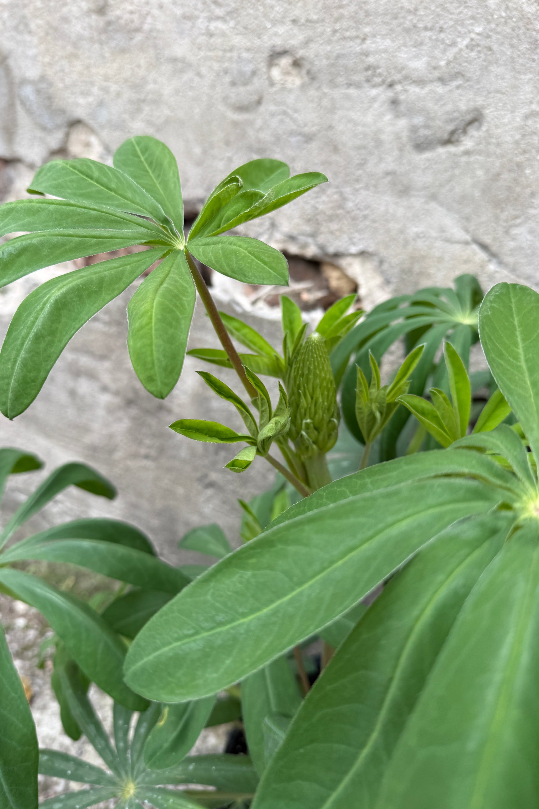 Lupinus 'Manhattan Lights' detail of the green leaves in bud stage the end of April ©Sprout Home