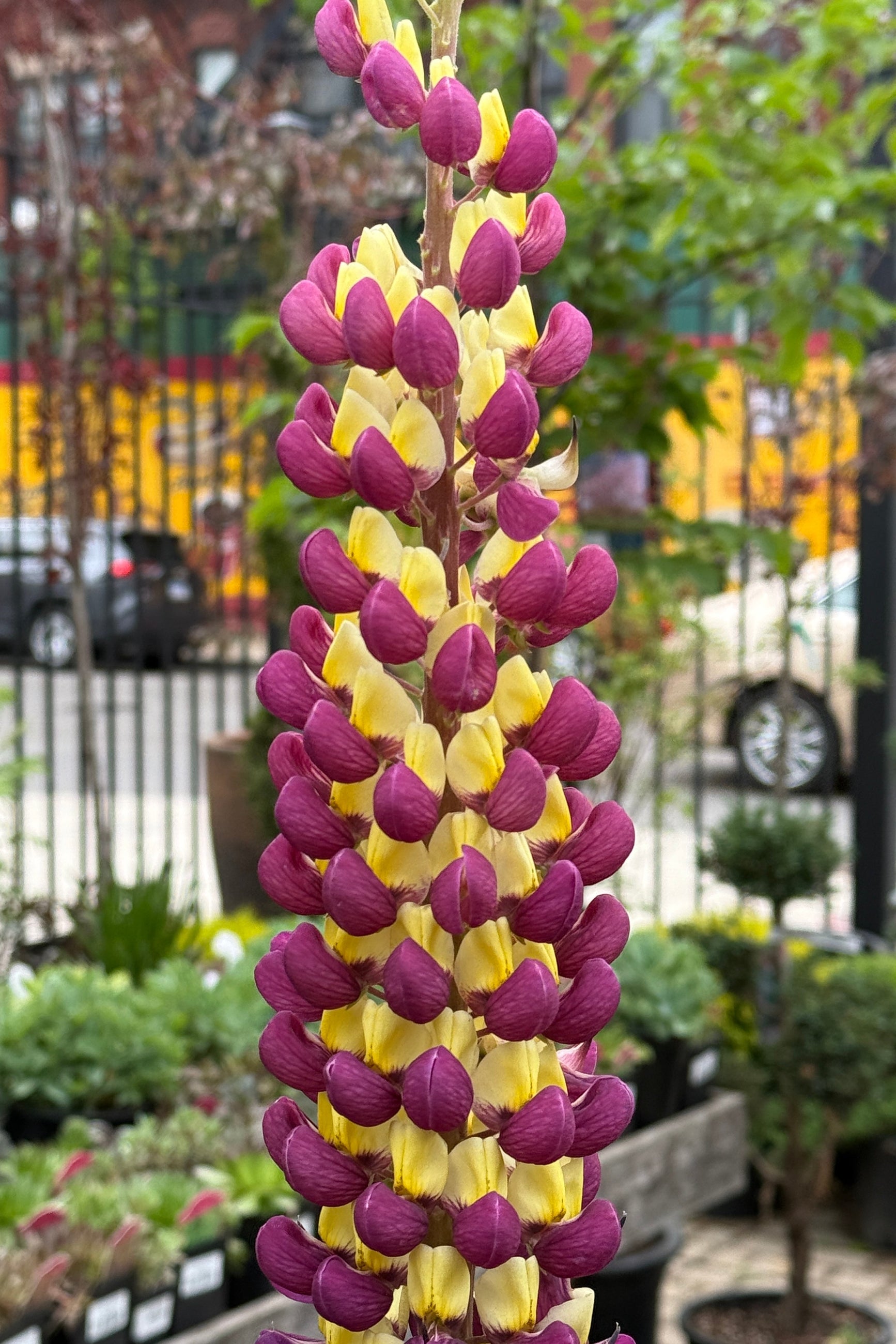 Lupinus 'Manhattan Lights' in full bloom in the yard mid May ©Sprout Home
