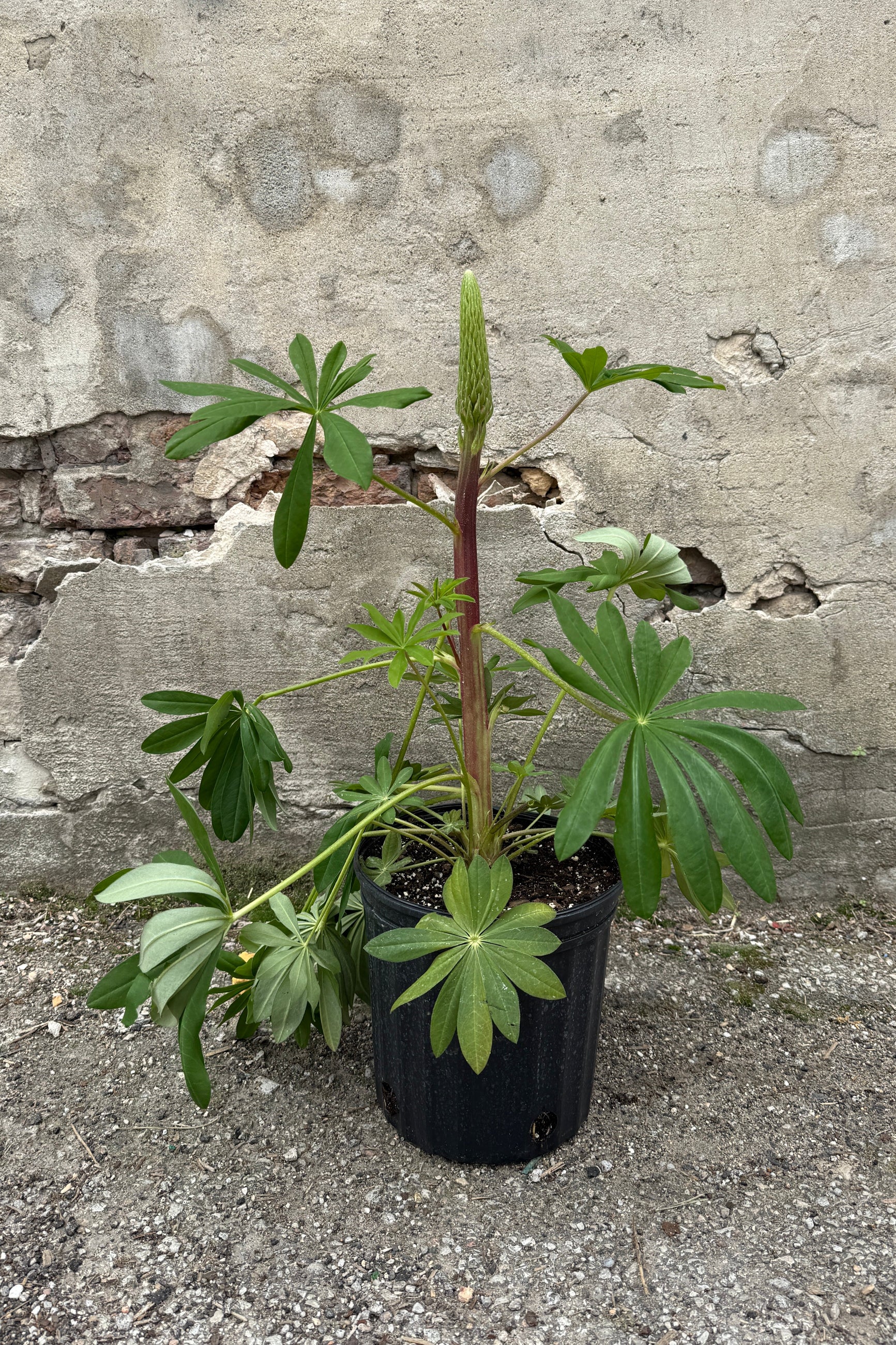 Lupinus Towering Inferno in April in a #2 growers pot  (©Sprout Home)