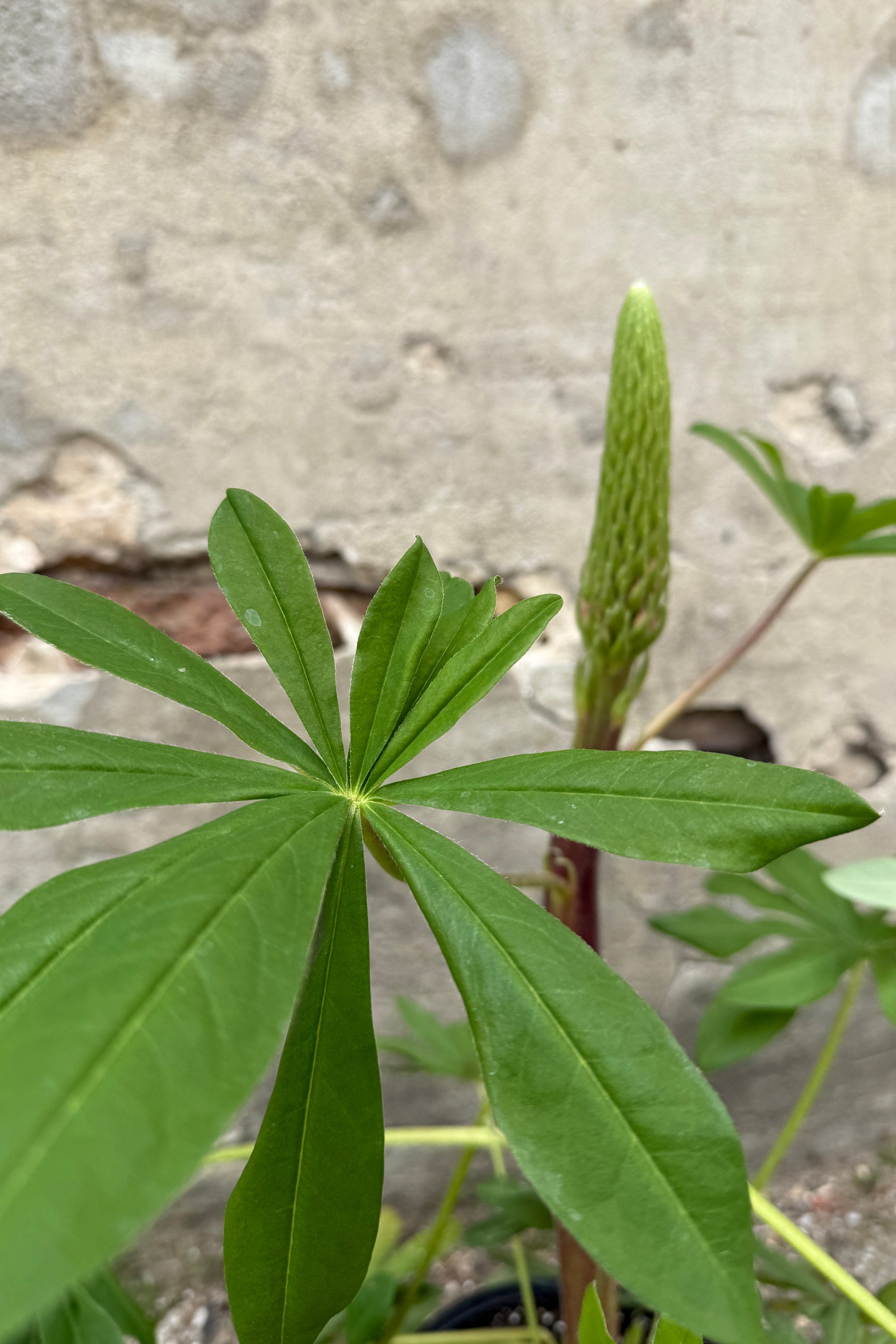 Lupinus Towering Inferno in April detail ©Sprout Home