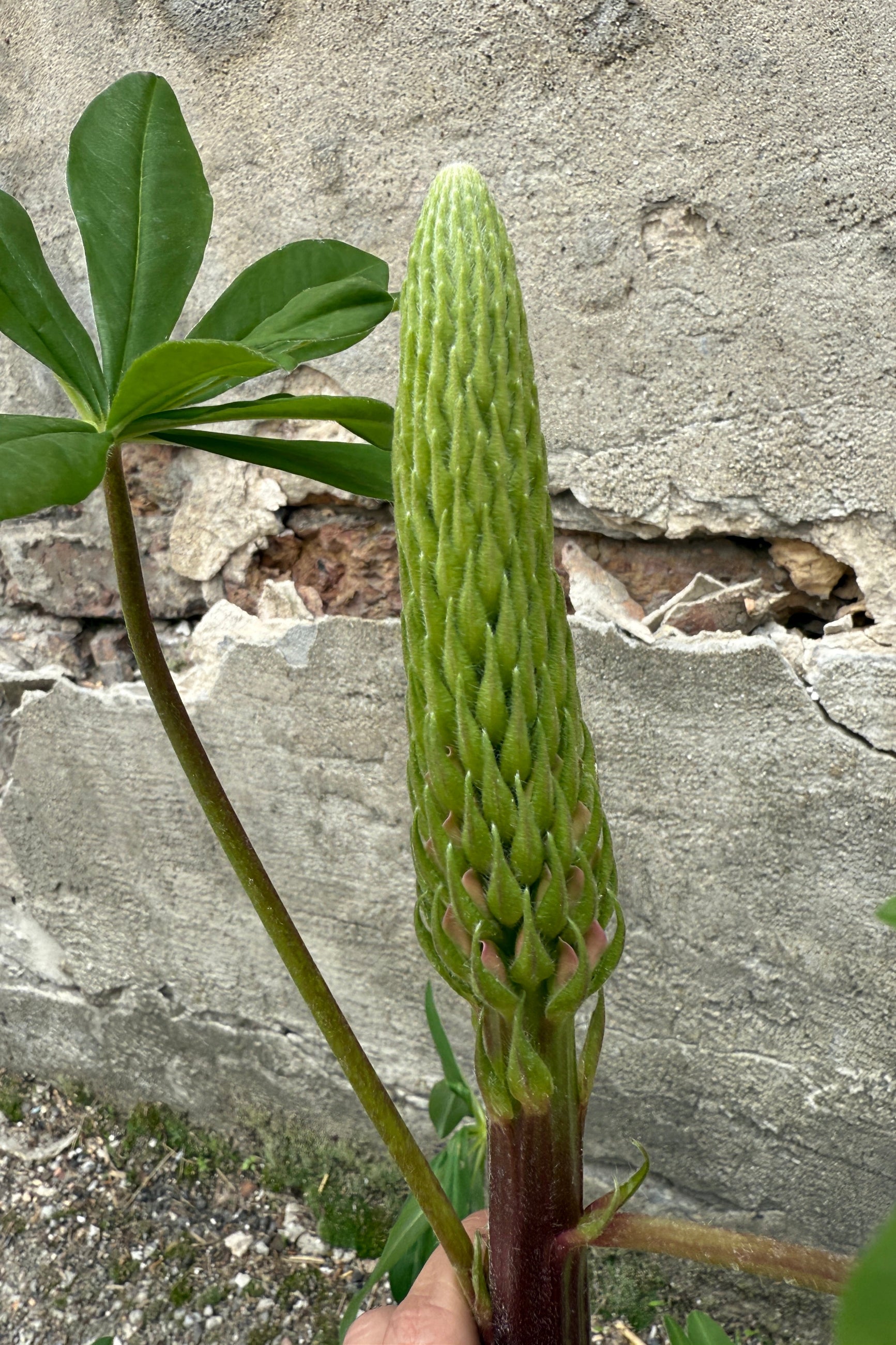 Lupinus Towering Inferno in April detail (©Sprout Home)