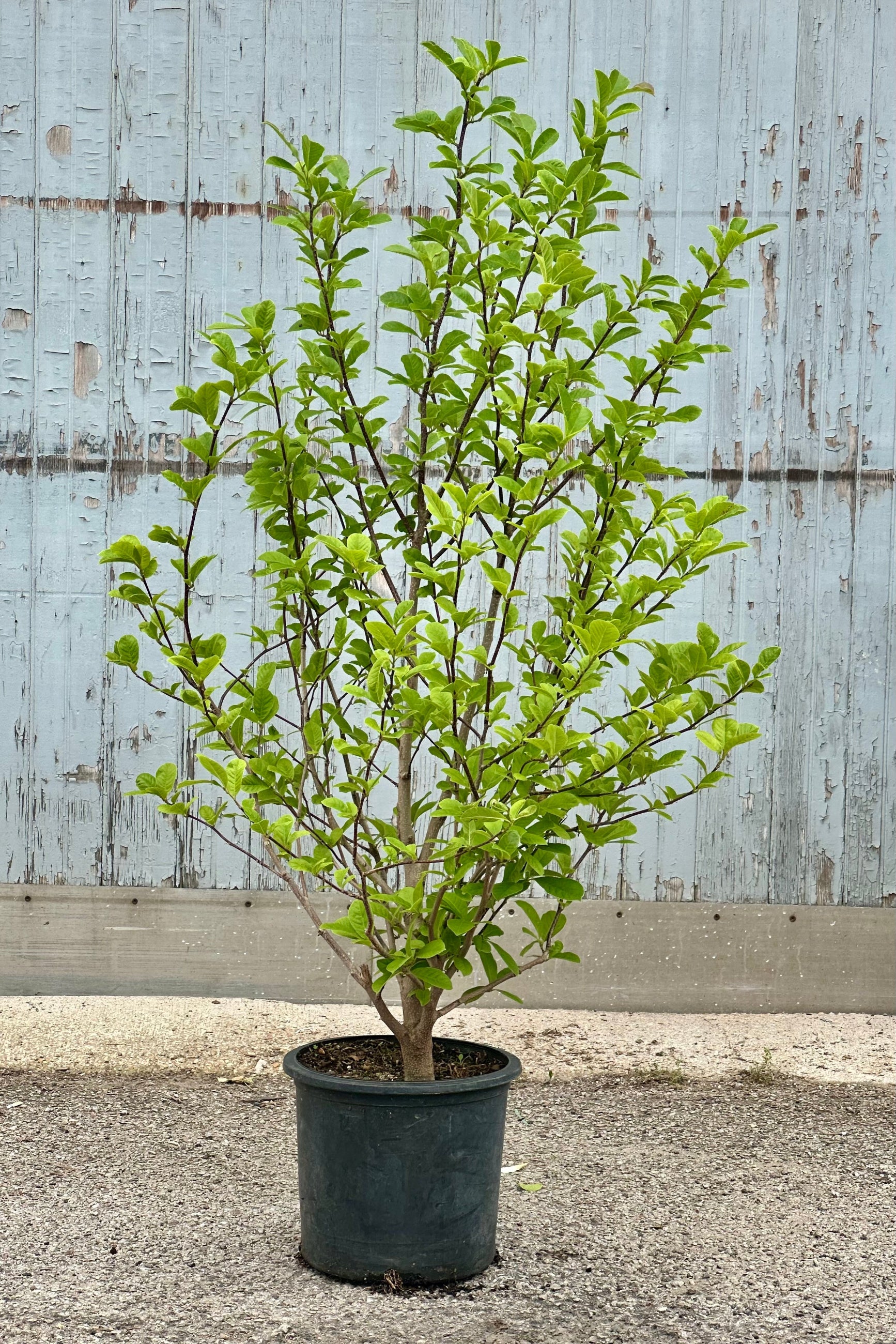 Magnolia 'Merrill-white' with its leaves out past bloom the beginning of June in a #5 growers pot.  ©Sprout Home