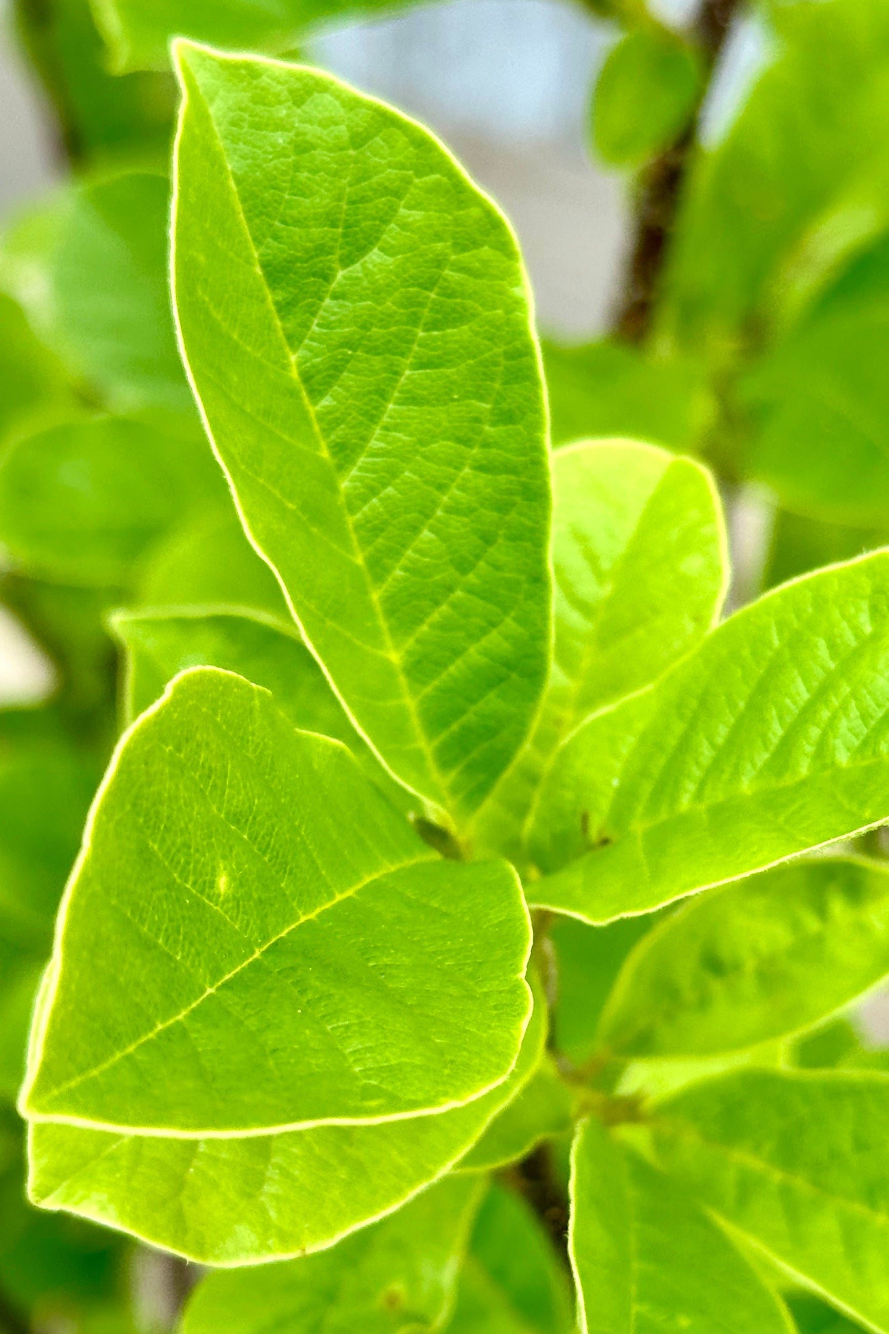 Close up of the ovate green leaves of the Magnolia 'Merrill-white' the beginning of June.  ©Sprout Home