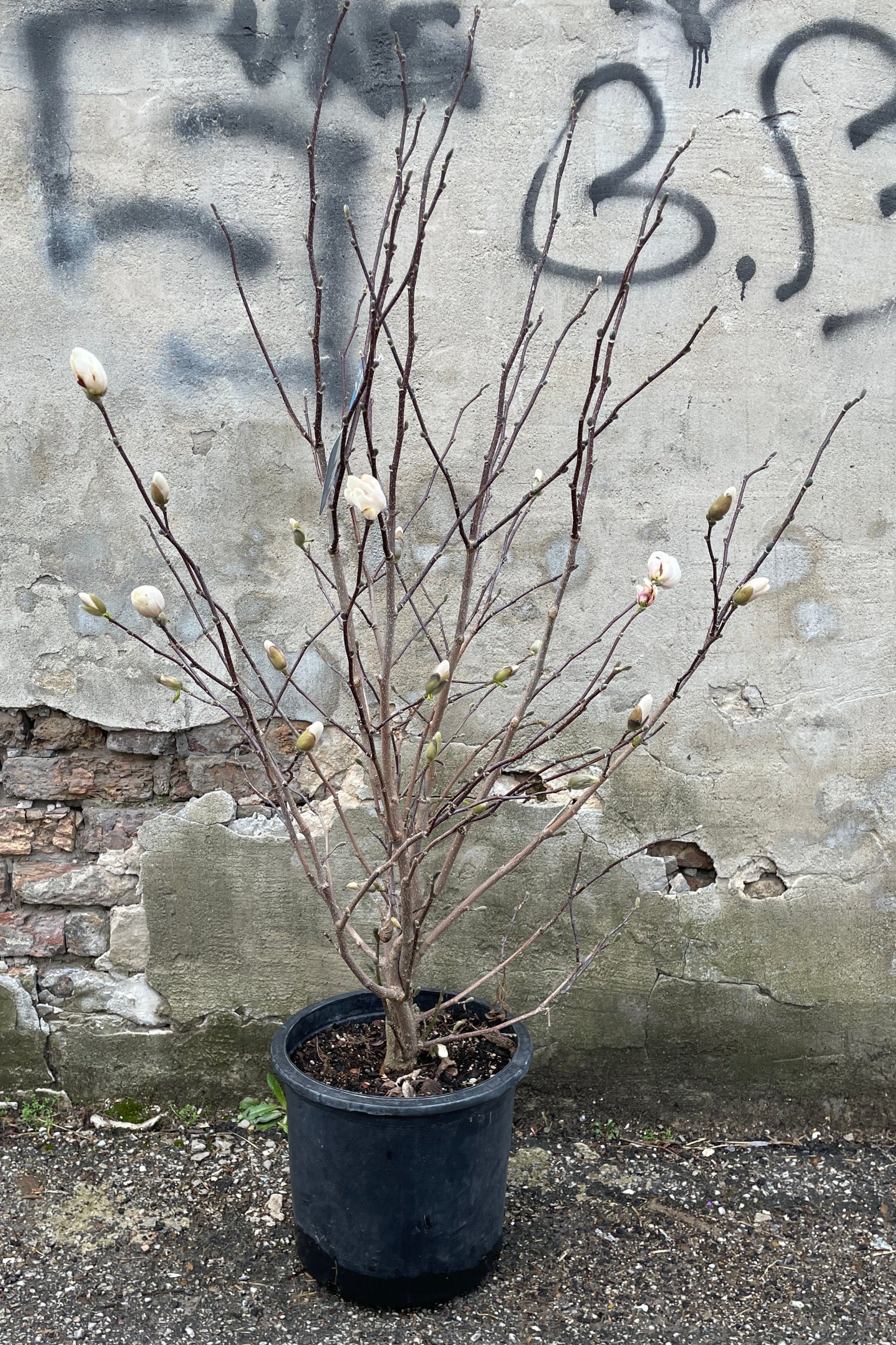 Magnolia 'Merrill-white' in a #5 growers pot just starting to bud and bloom mid to late march.   ©Sprout Home