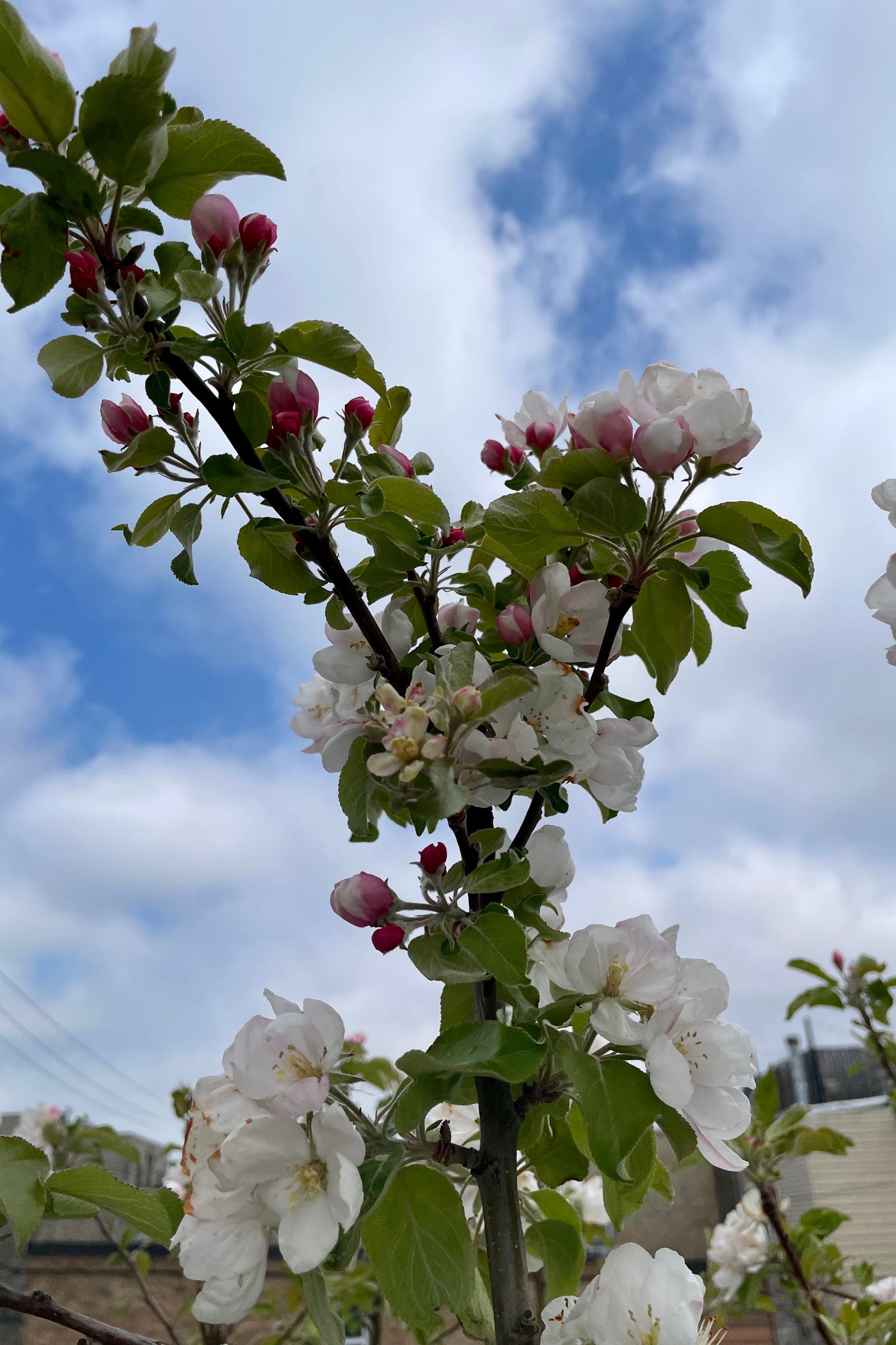 Malus 'McIntosh' the end of April showing the open white flowers and pink buds about to open. ©Sprout Home