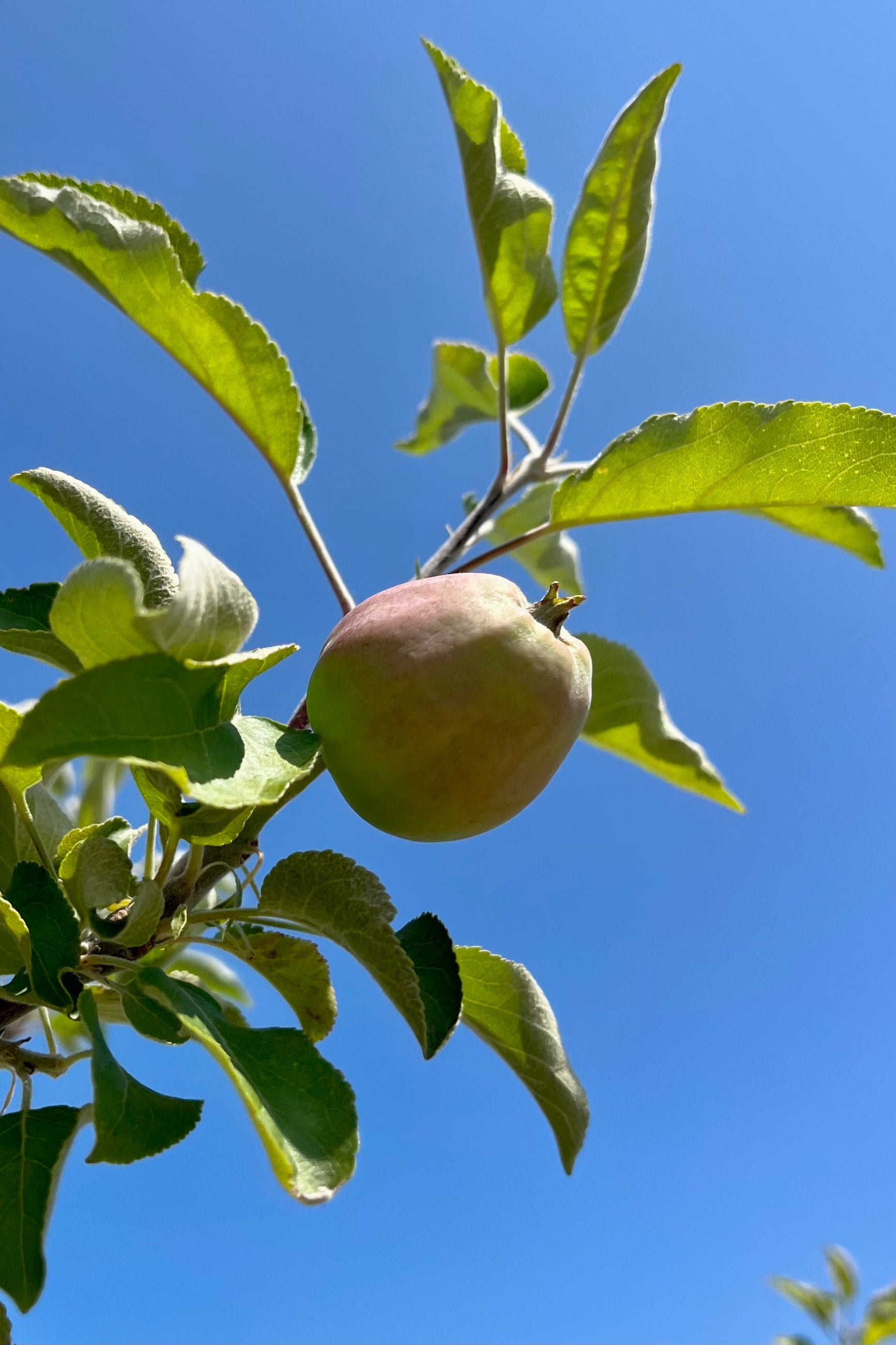 Malus 'McIntosh' starting to show their apples mid to late June. ©Sprout Home
