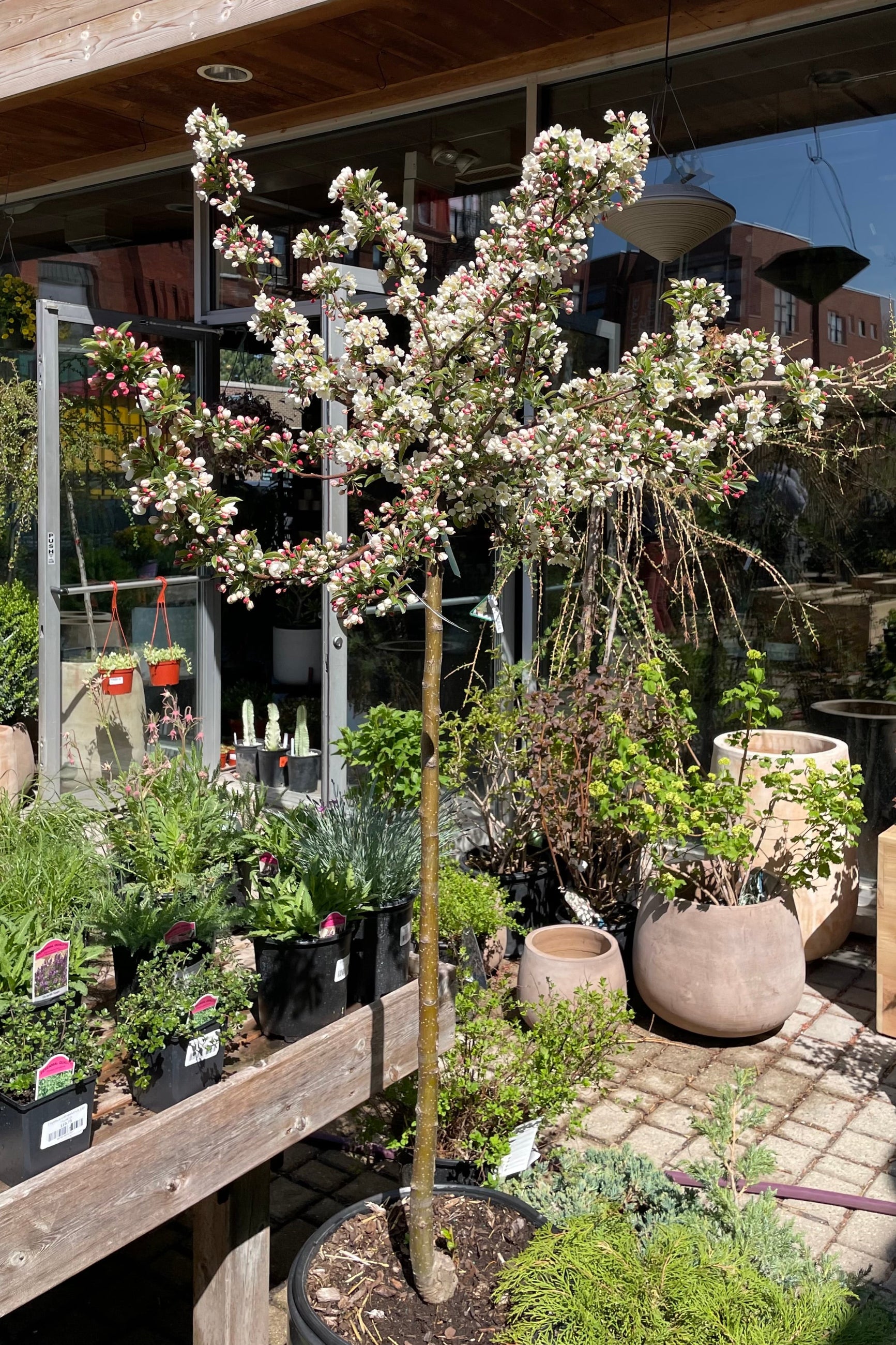 Malus 'Tina' crabtree covered in white blooms the end of April in the Sprout-home yard.  ©Sprout Home