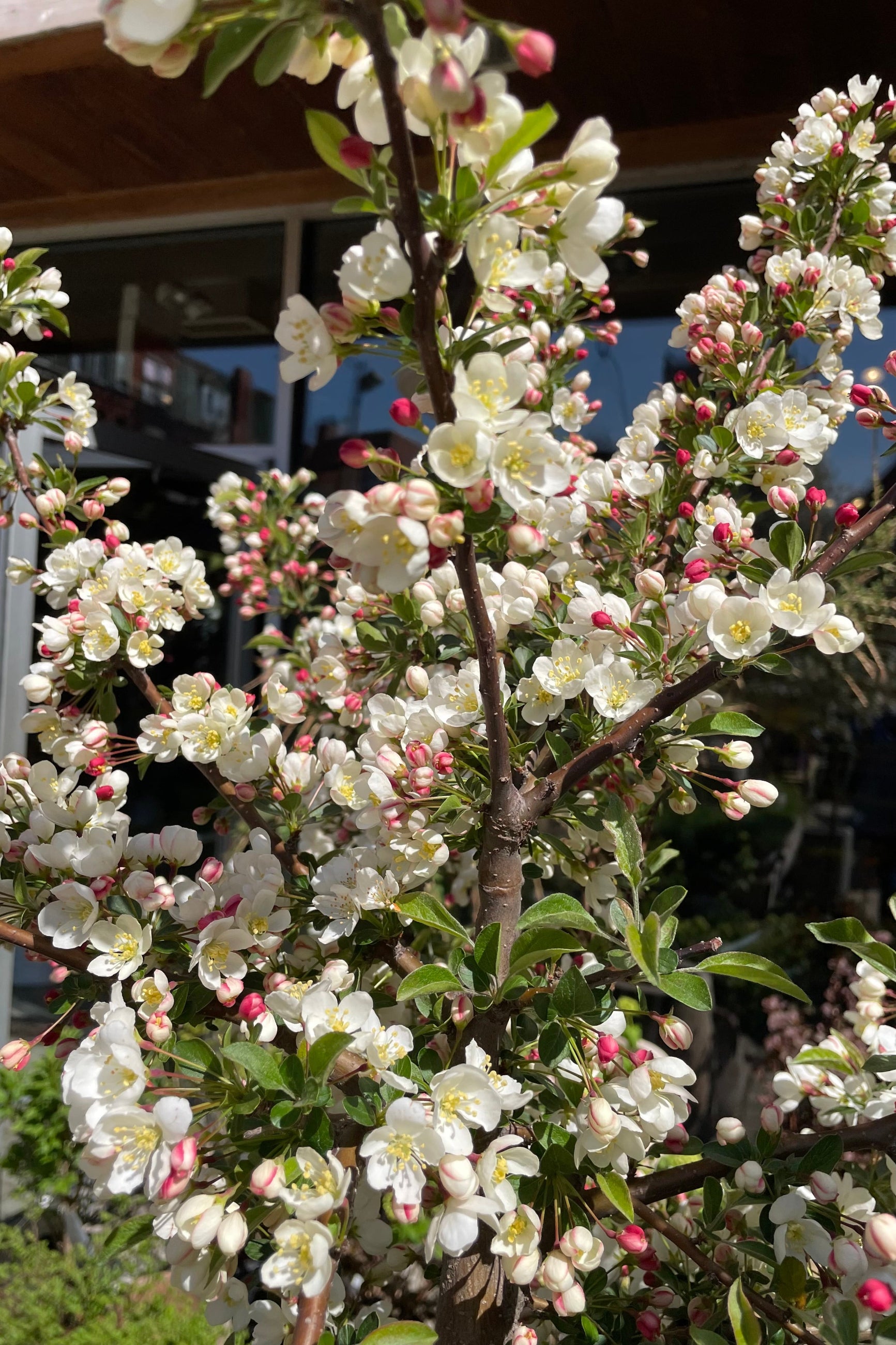 The plethora of white blooms on the Malus 'Tina' crab tree the end of April at Sprout-home. ©Sprout Home