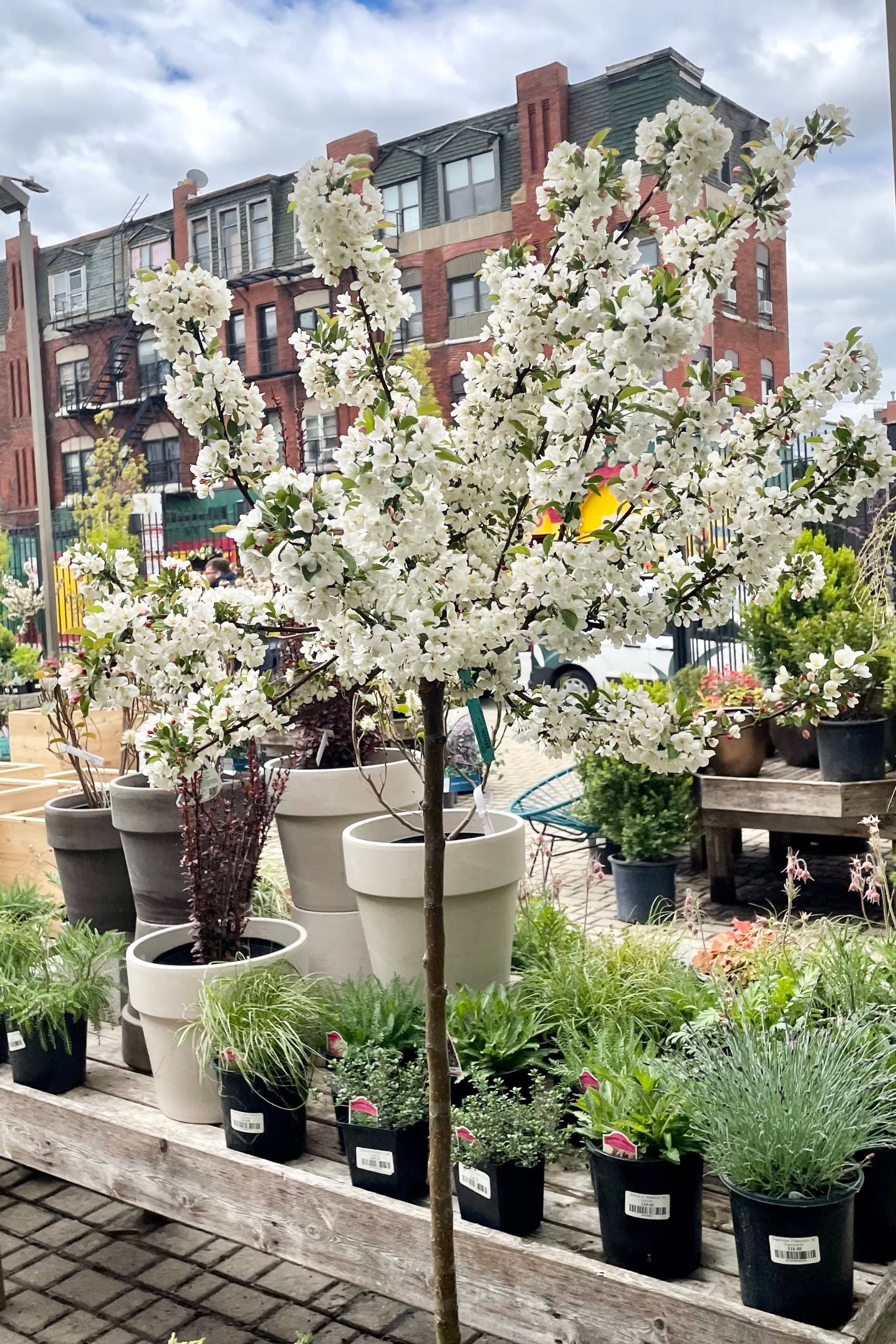 Malus 'Tina' fully covered in white flowers the beginning of May in the Sprout-home yard.  ©Sprout Home