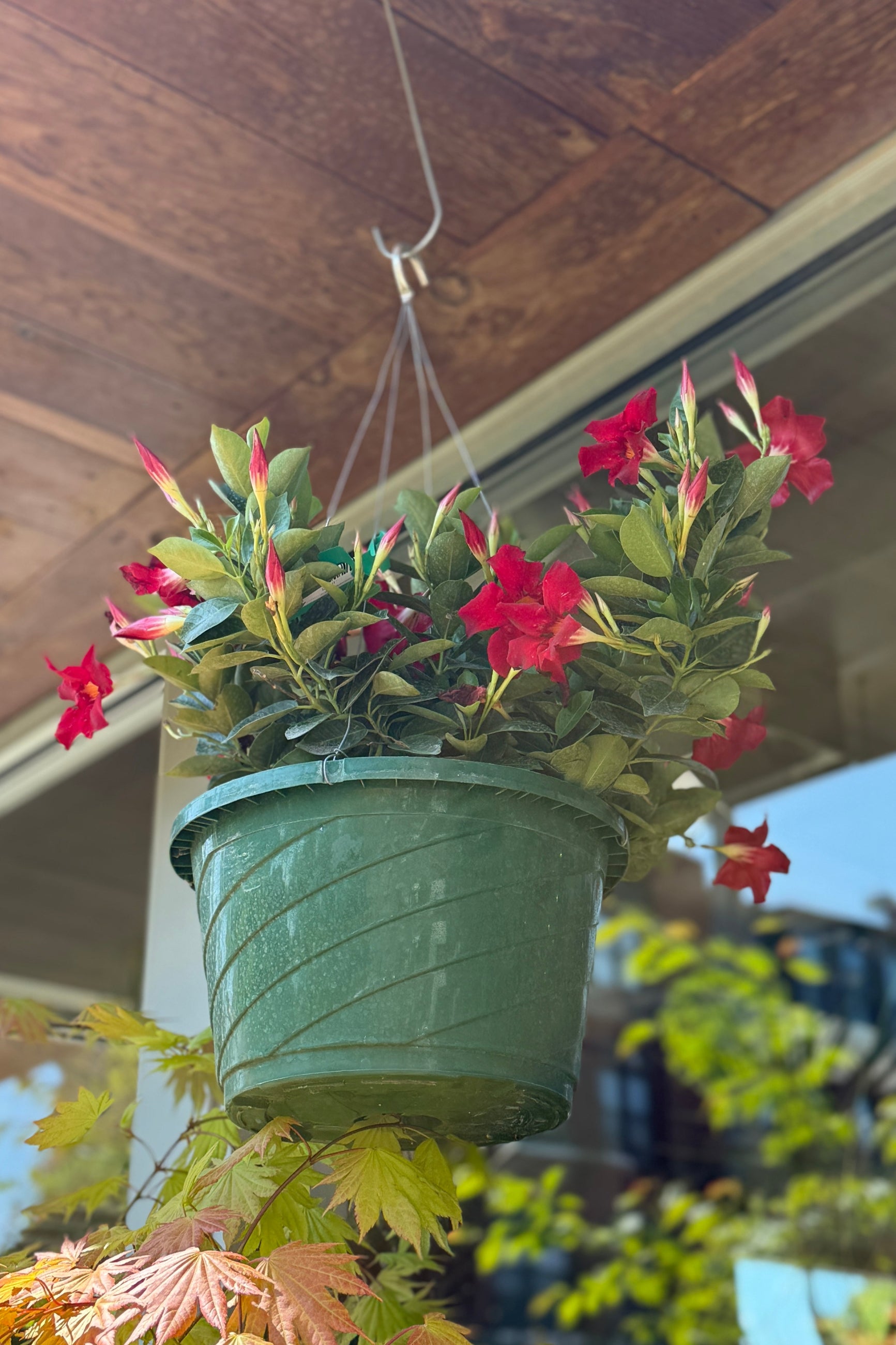 Mandevilla red flower in a 12" hanging growers pot ©Sprout Home