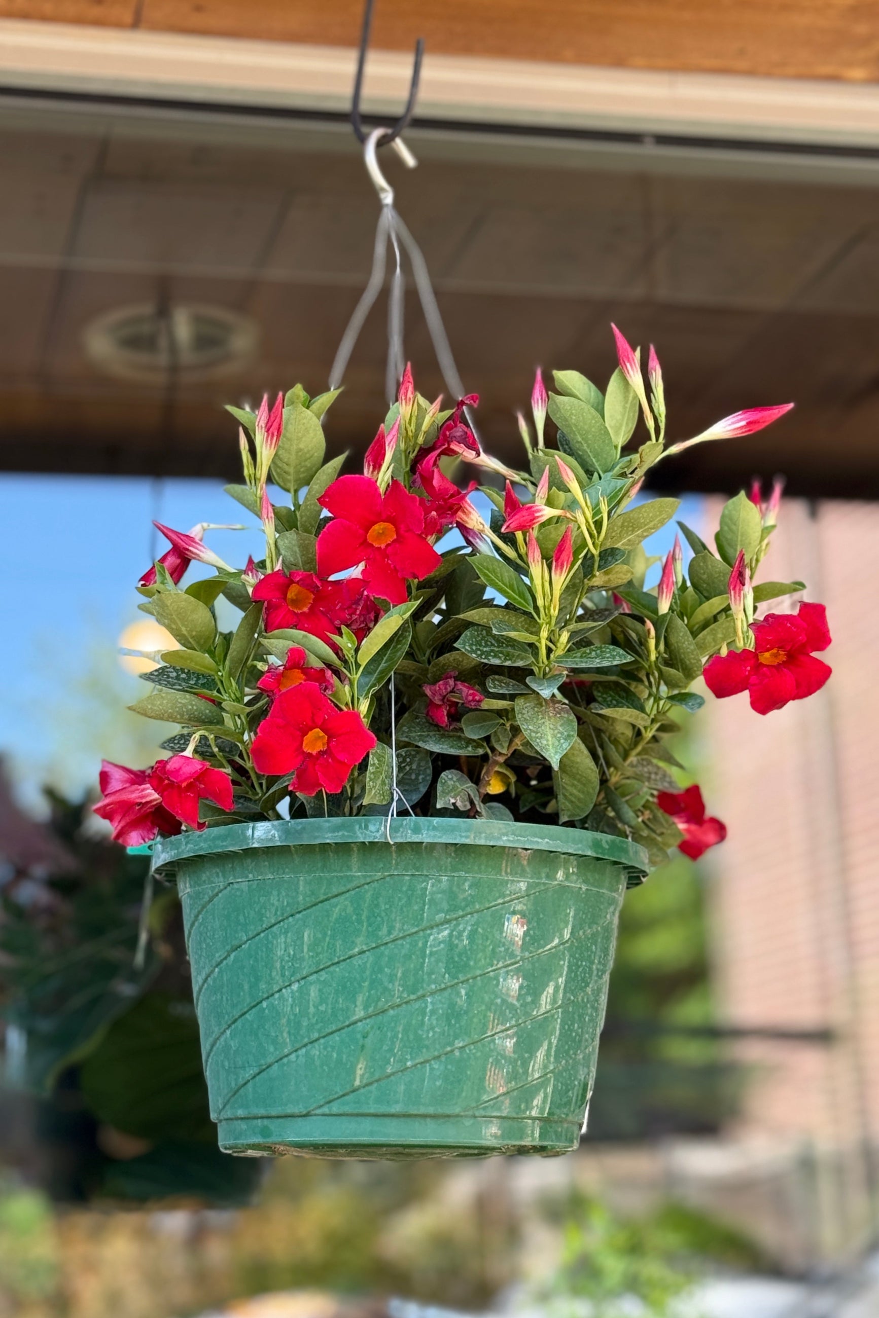 Mandevilla red flower in a 12" hanging growers pot ©Sprout Home