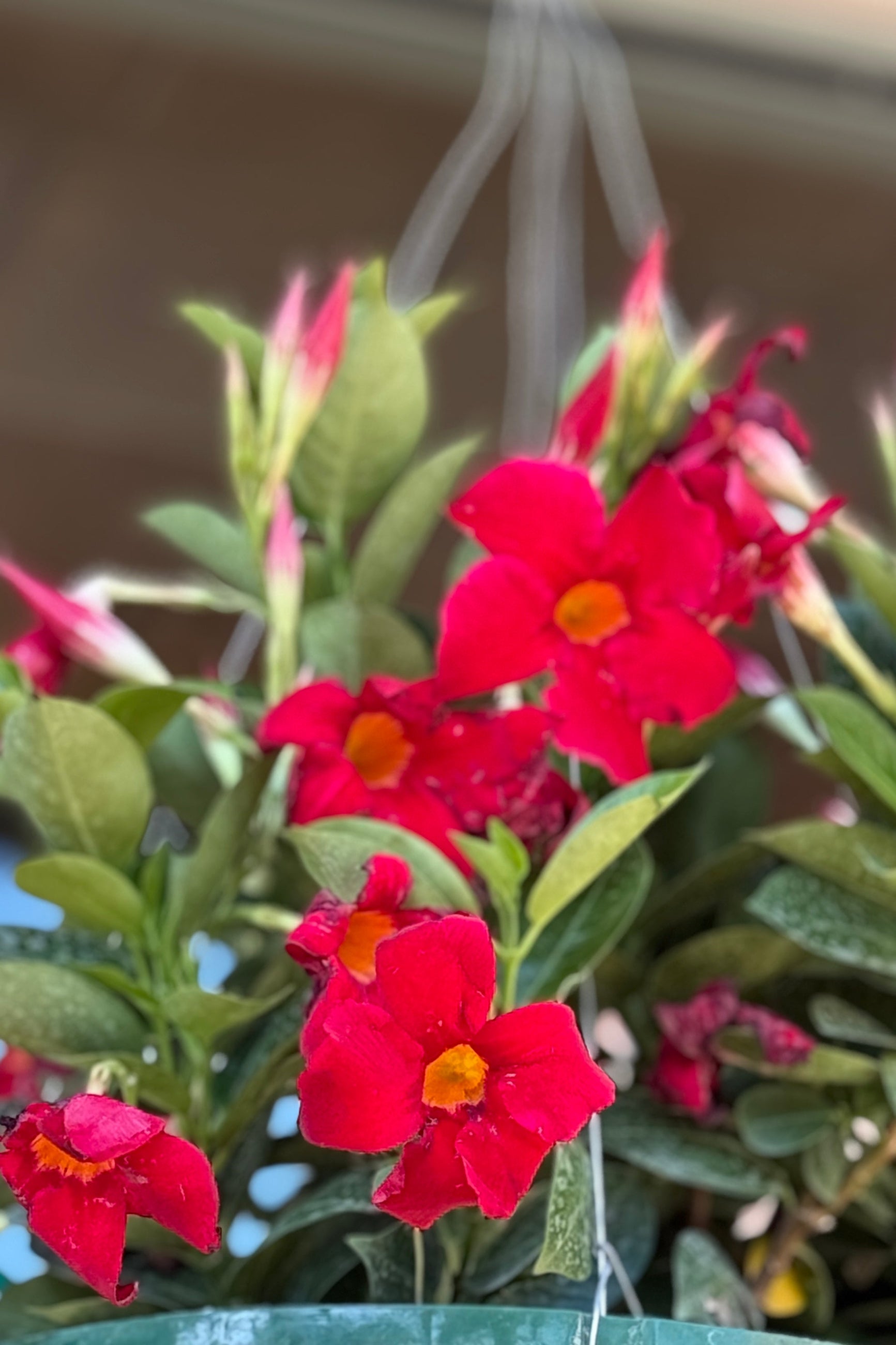 Mandevilla red flower detail ©Sprout Home