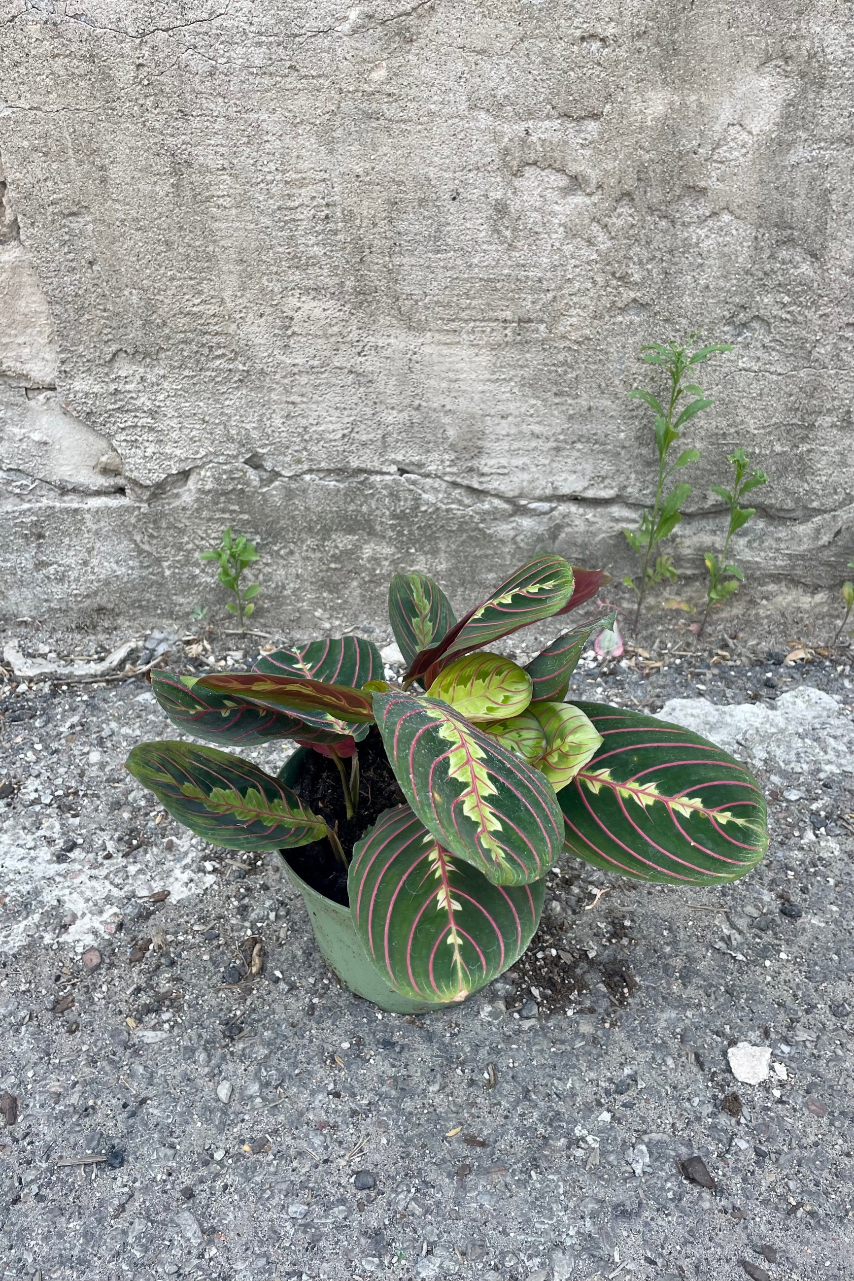 Photo of pink striped green leaves of Maranta 'Pinstripe' Prayer plant in a nursery pot against a concrete wall.
