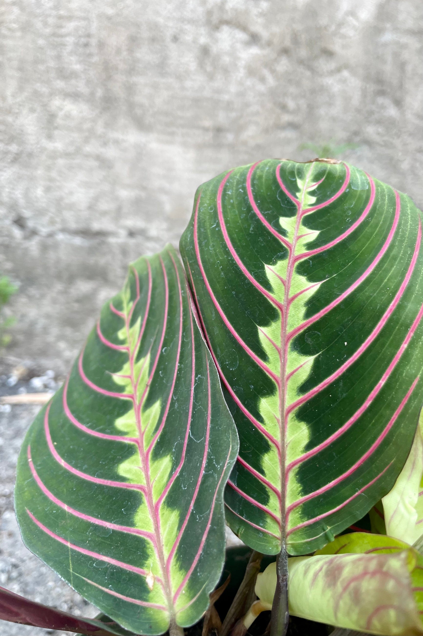 Close up photo of pink striped green leaves and Maranta 'Pinstripe' Prayer plant against a concrete wall
