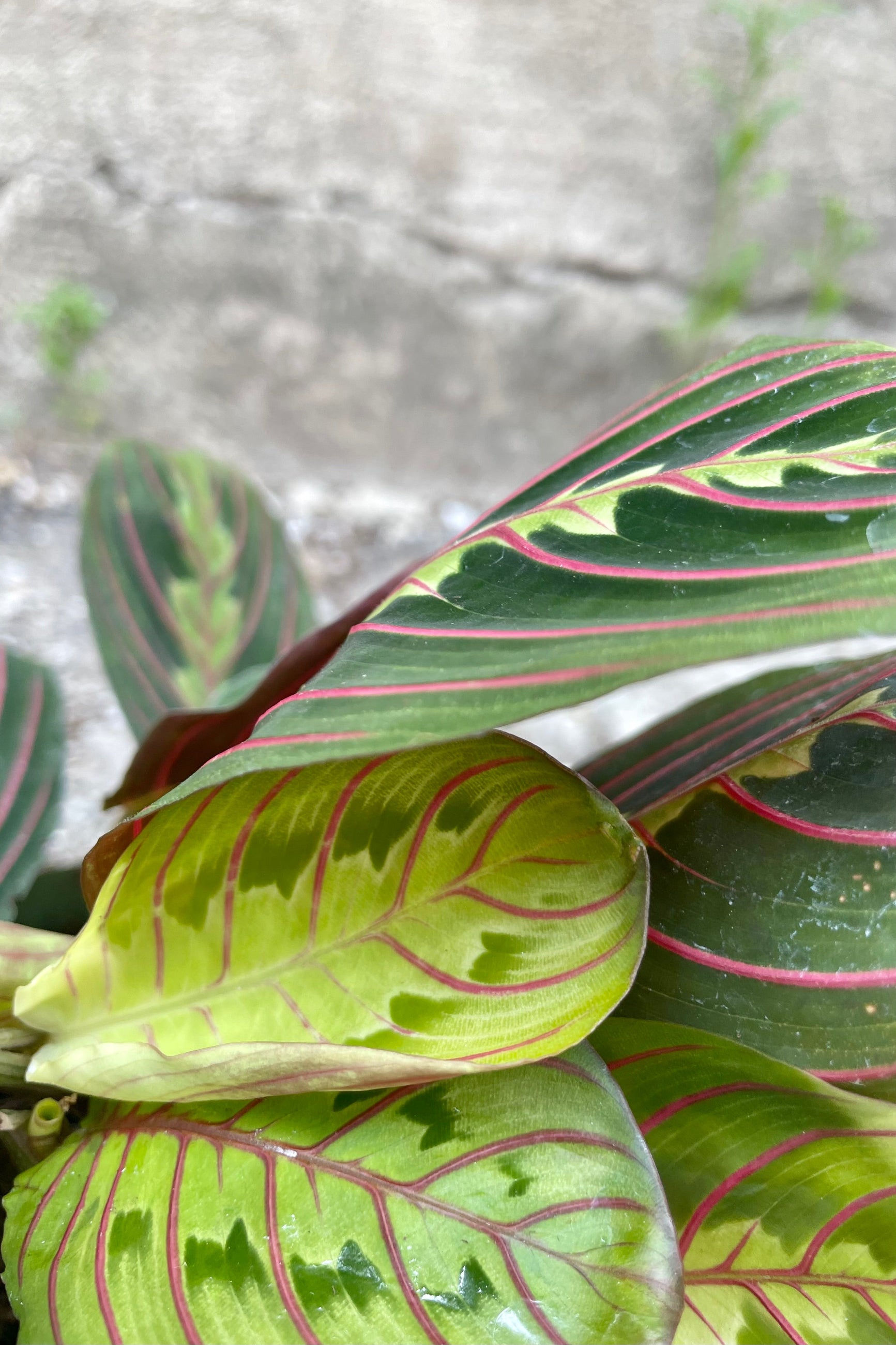 Close up photo of pink striped green leaves and Maranta 'Pinstripe' Prayer plant against a concrete wall
