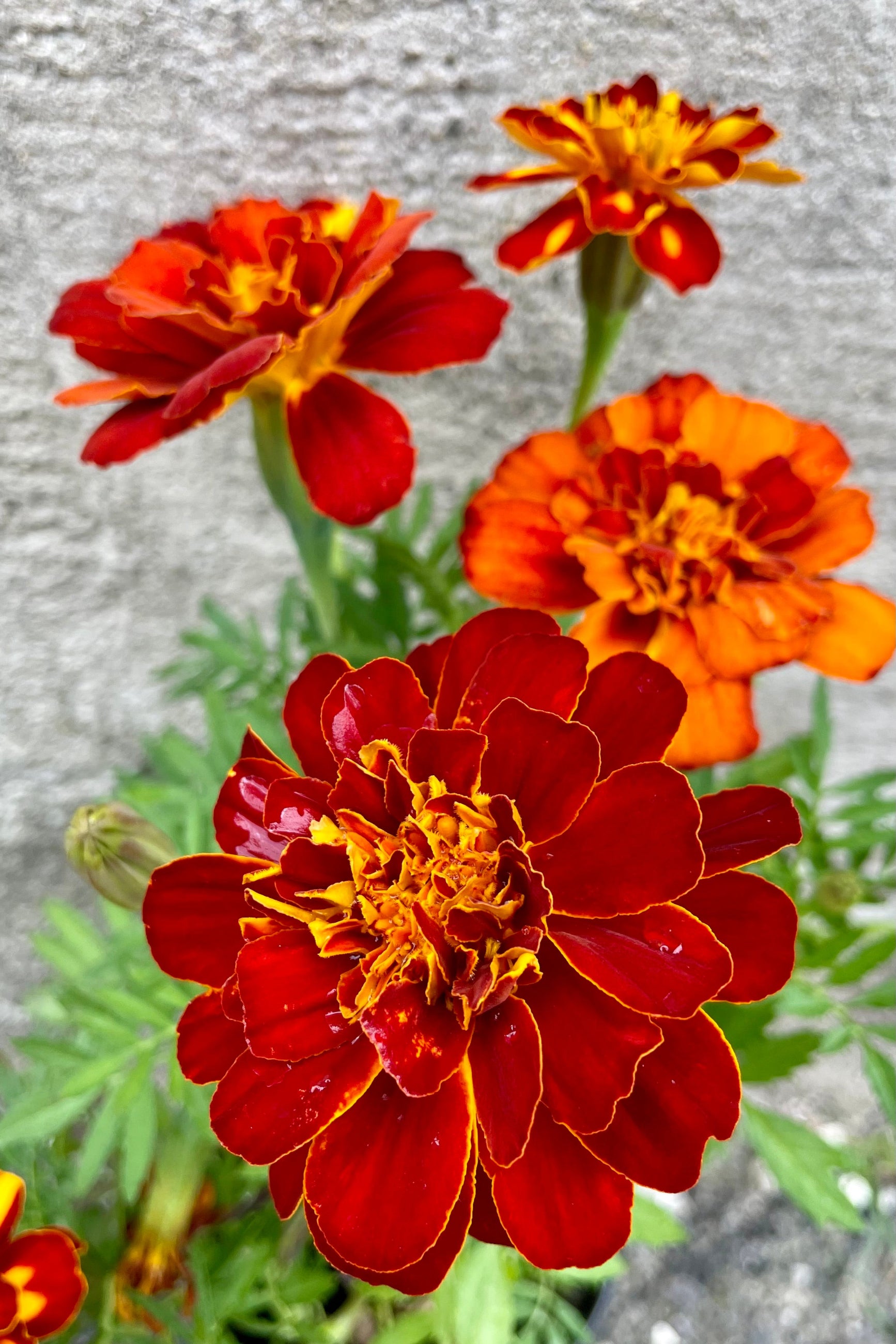 'Durango Red' marigold up close showing the bi colored orange and deep red flowers the end of September at Sprout-home.   ©Sprout Home
