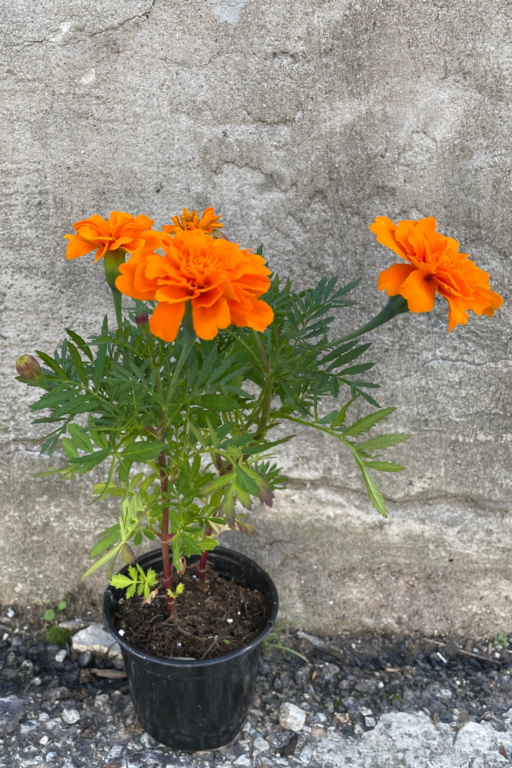 Marigold 'Durango Tangerine' in a 4.5" growers pot in September.  ©Sprout Home