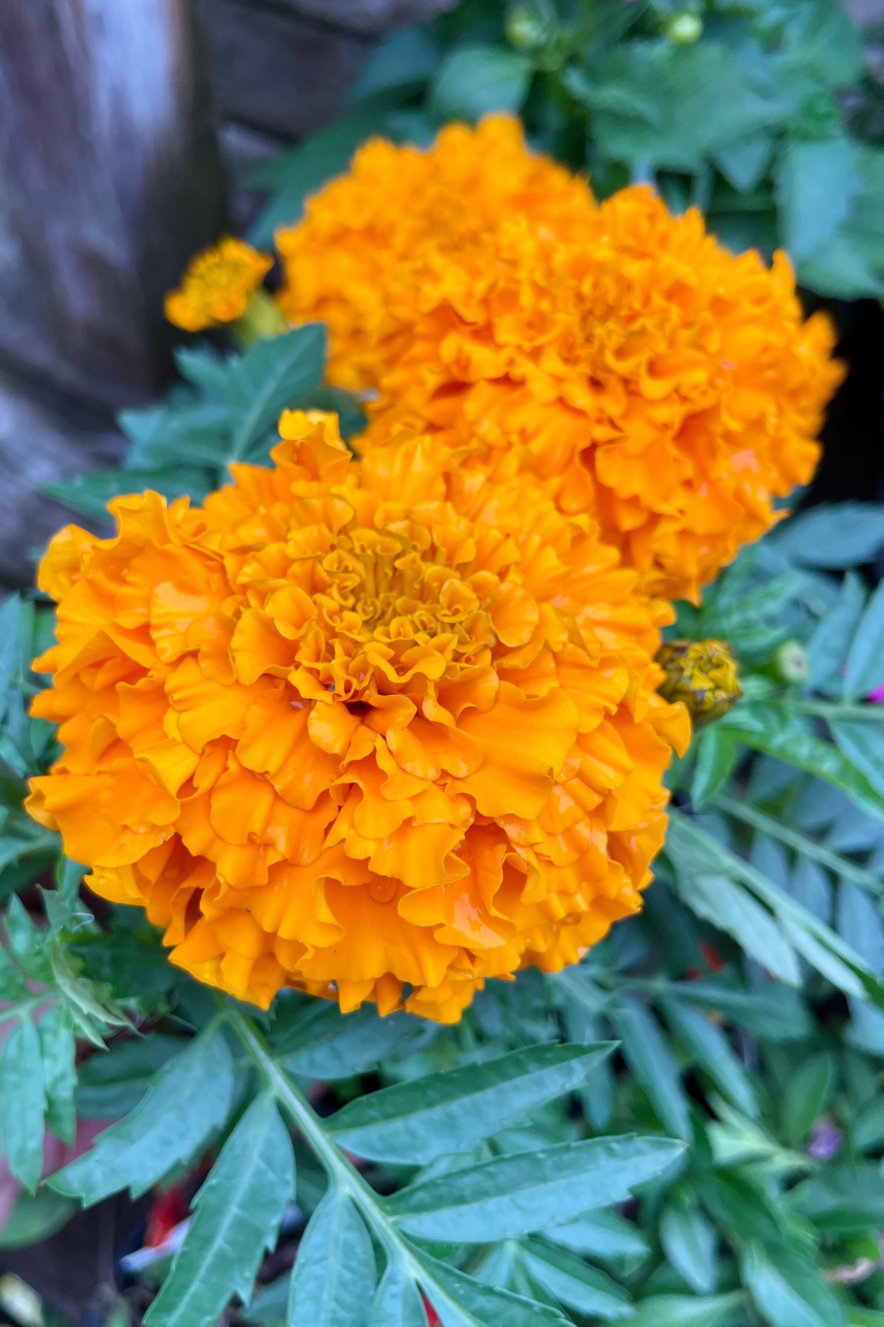 Close up of the ruffled bright orange flowers of the Marigold 'Taishan Orange' in May at Sprout-home.  ©Sprout Home