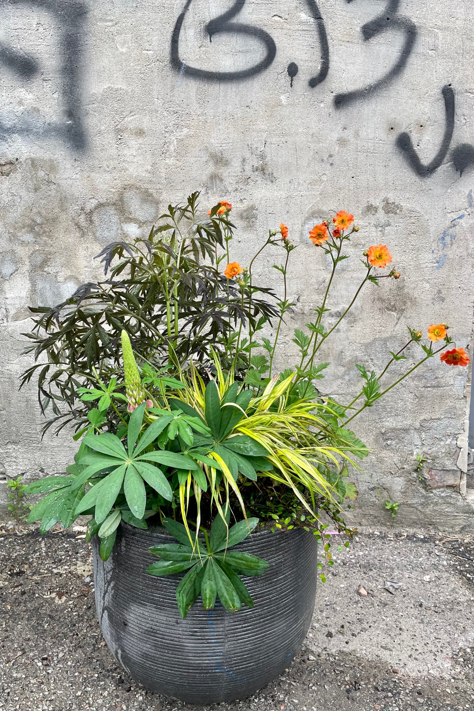 Sprout-home planted annual container featuring orange Geum and Acorus grass.