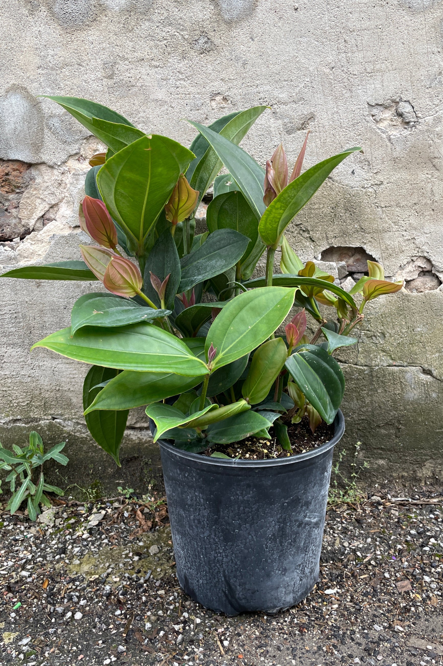 Medinilla myriantha in a 10" growers pot at Sprout-home.
