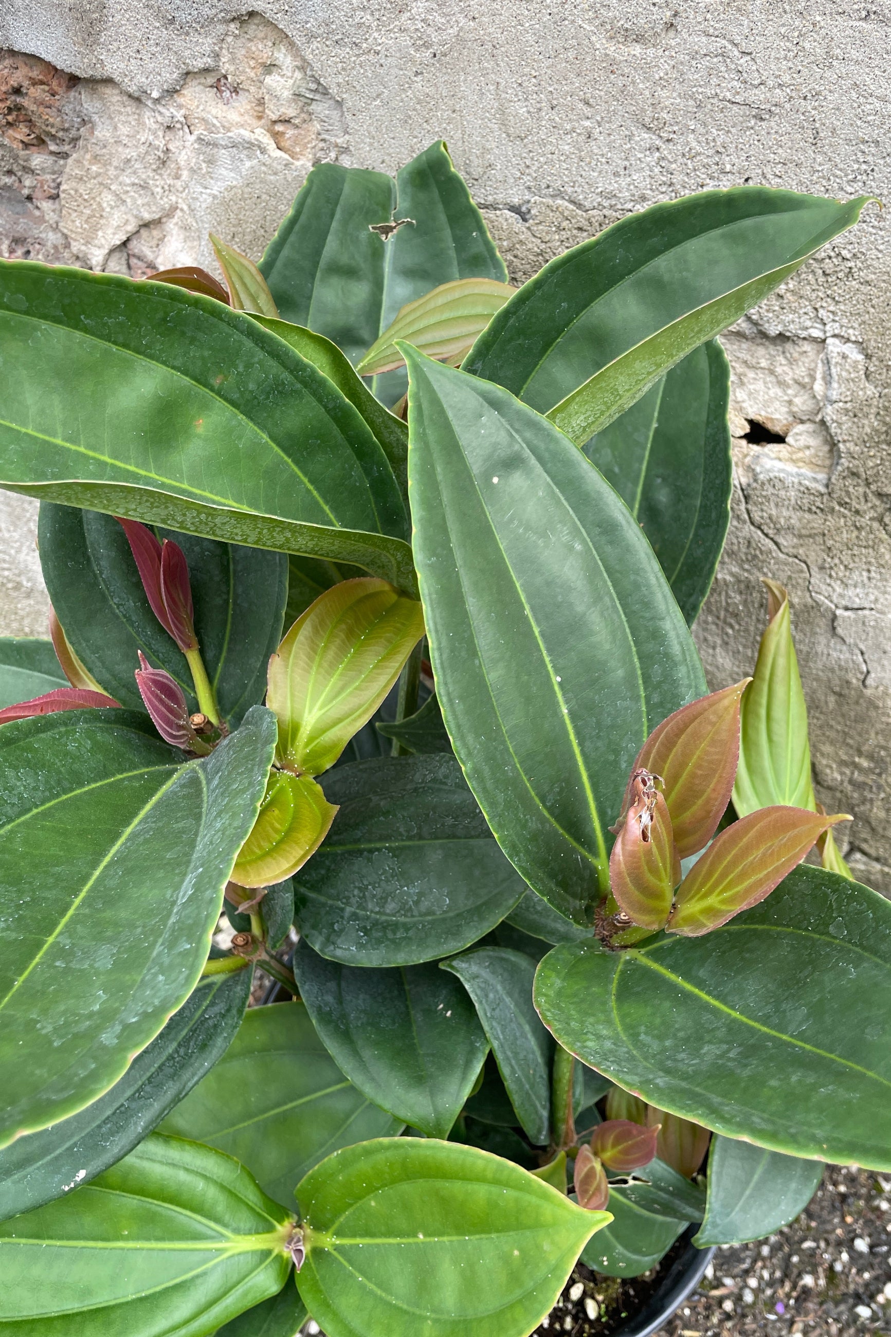 Detail image of the ovate thick green leaves with some red on the new growth of the Medinilla myriantha at Sprout-home. 