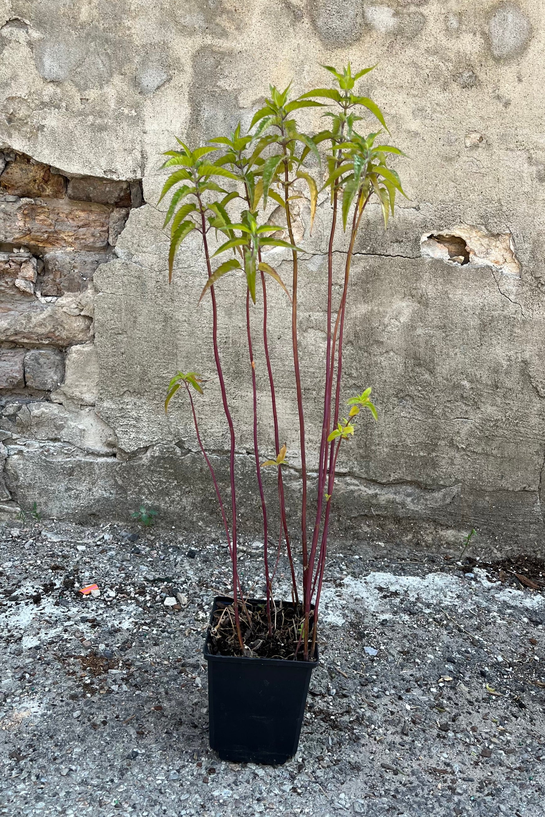 Monarda fistulosa in a 1qt size growers pot the end of June before blooming in front of a concrete wall.  ©Sprout Home