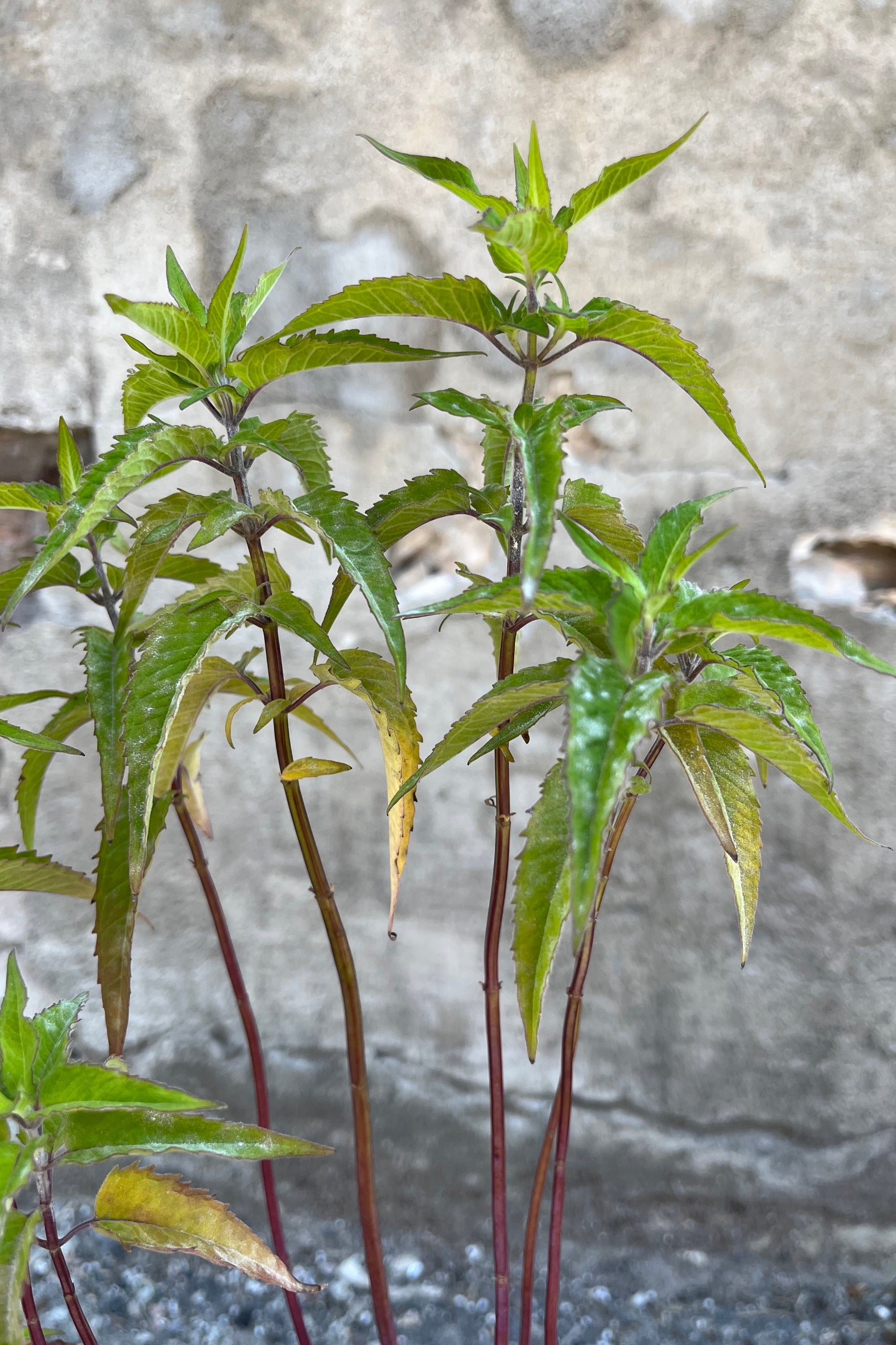 The leaves on burgundy stems of the Mondarda fistulosa native perennial the end of June before bloom ©Sprout Home