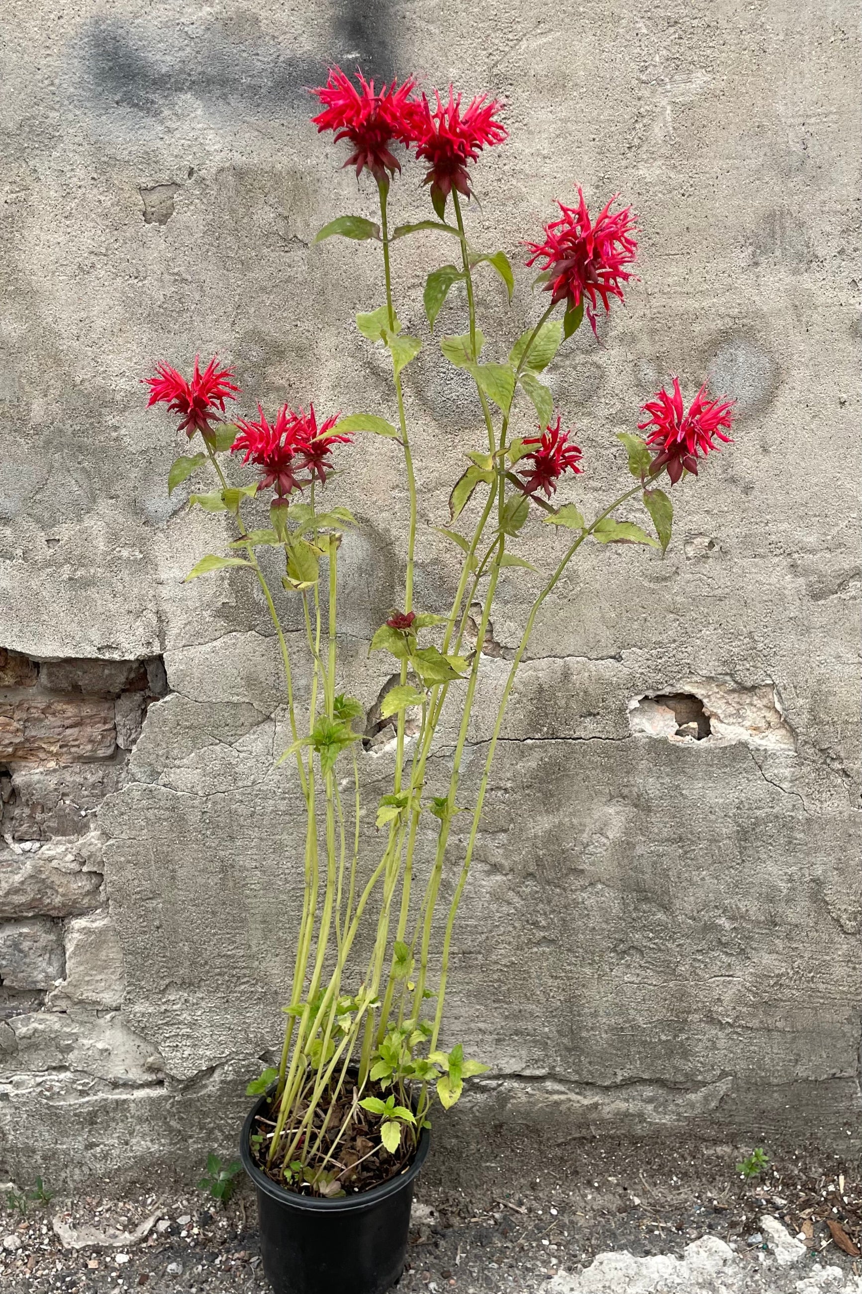 Monarda 'Gardenview Scarlet' in a #1 growers pot the end of June with bright red crazy flowers held high on the stalks.  ©Sprout Home