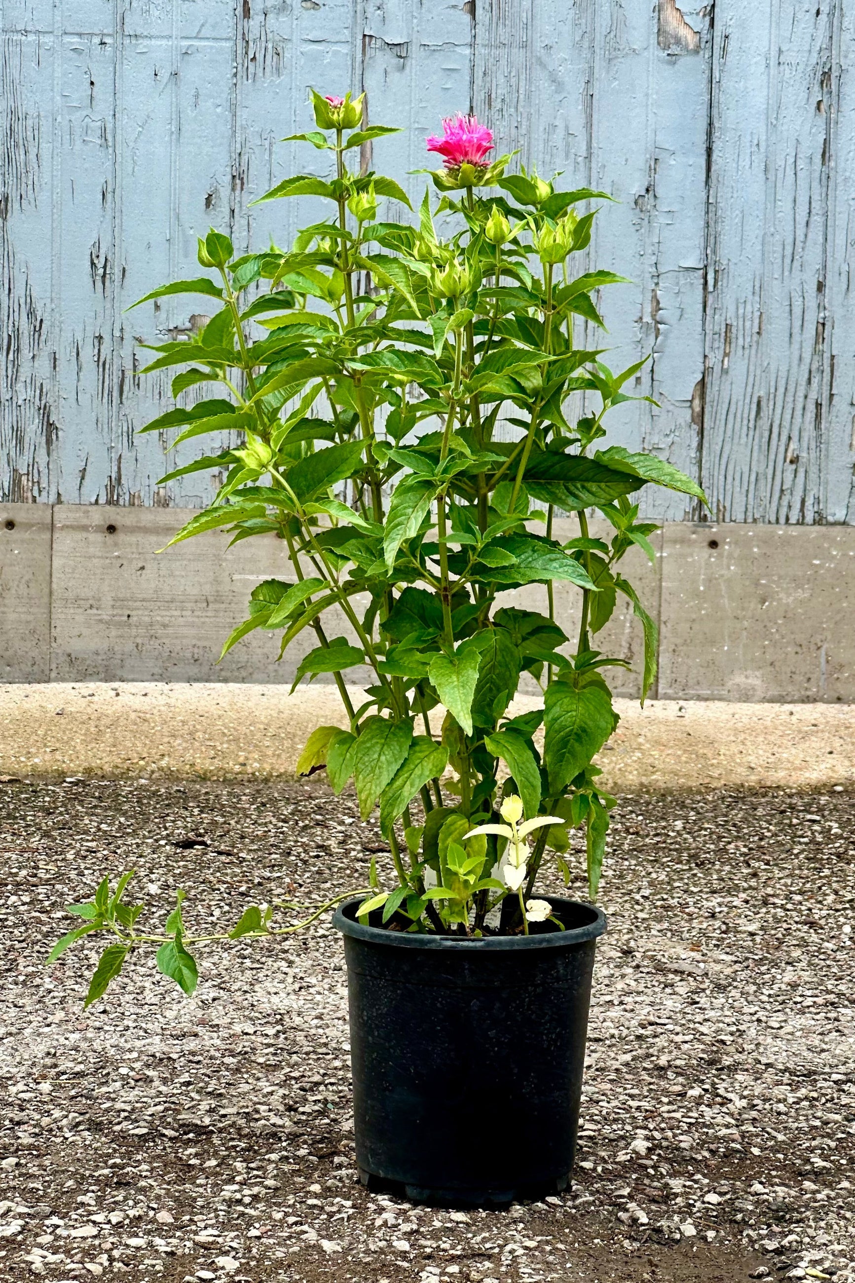Monarda 'Marshalls Delight' in bud and bloom stage mid to late June potted in a #1 growers pot. ©Sprout Home
